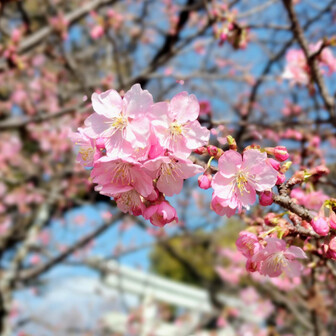 🌸 ᗰаρρу 🍡