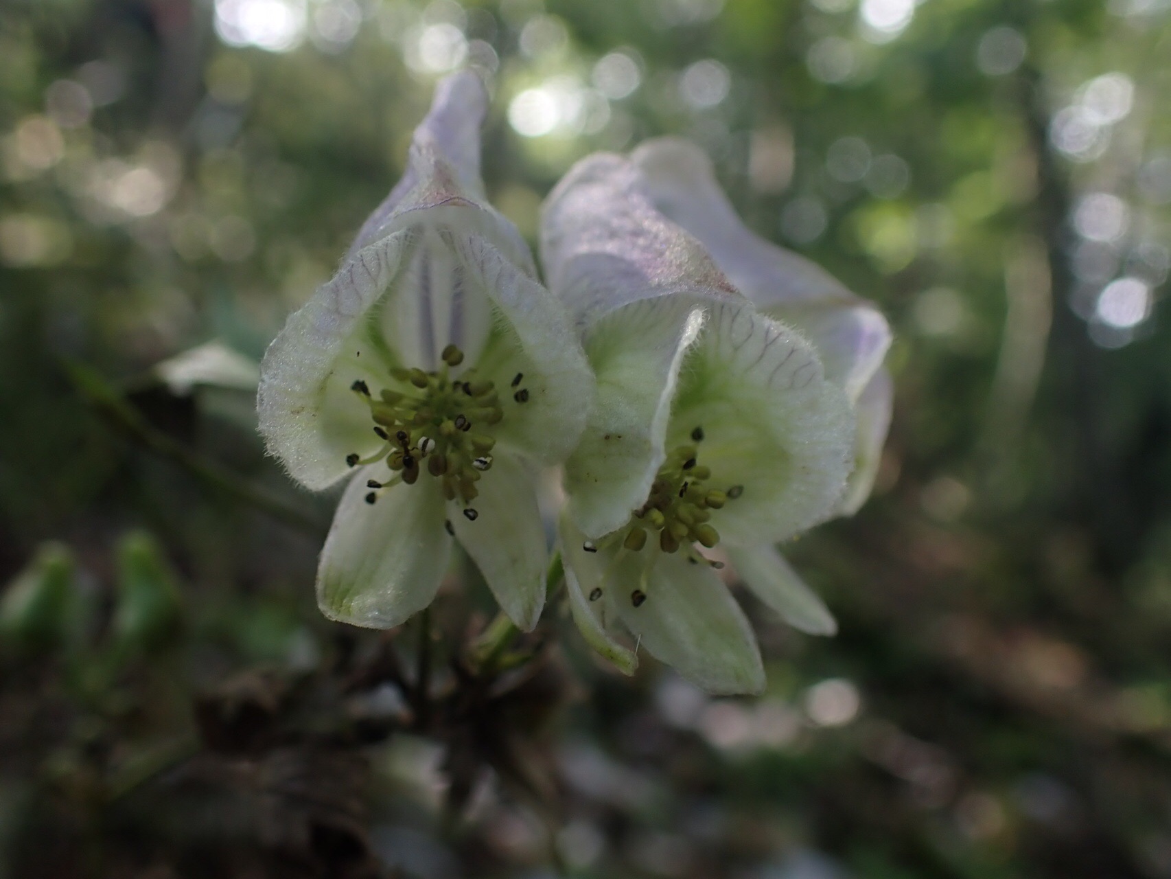 ゼウスの山 天空の花畑へ ちーちゃんさんの向坂山 三方山 天主山の活動データ Yamap ヤマップ
