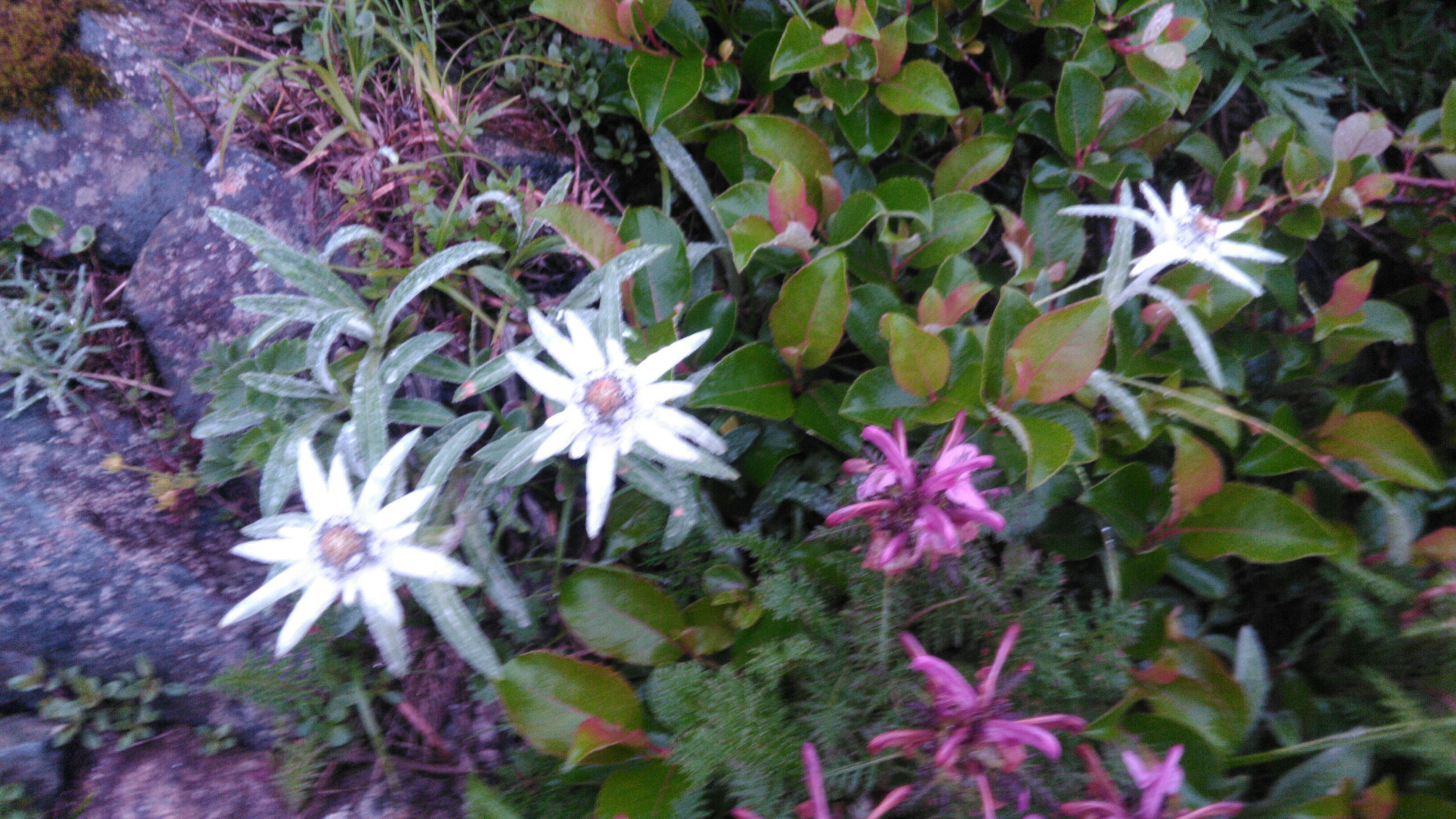 早池峰山 ハヤチネウスユキソウ 蛇紋岩の高地に咲くエーデルワイスの仲間 山伏さんの早池峰山 薬師岳 鶏頭山の活動データ Yamap ヤマップ