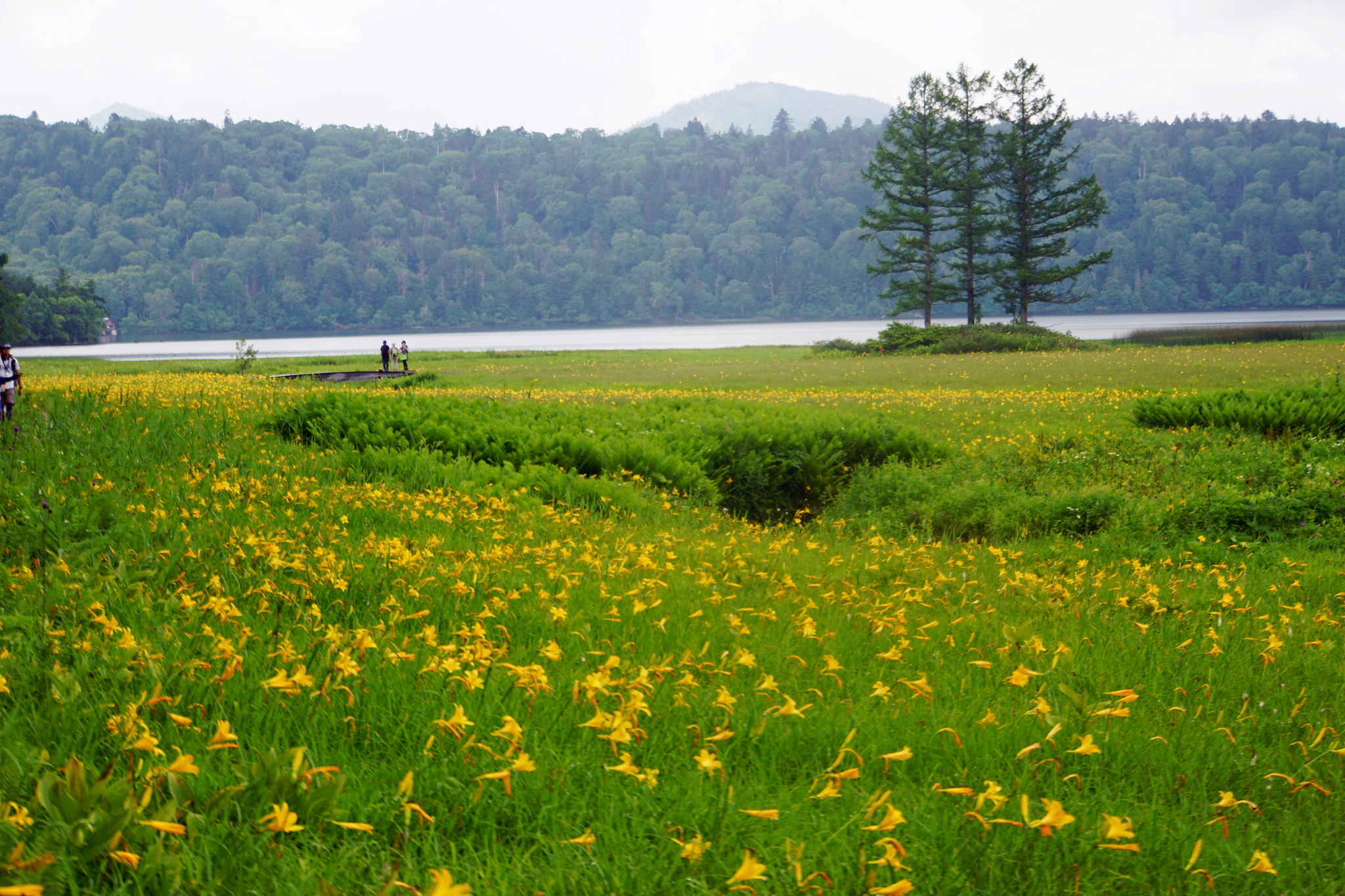 尾瀬のニッコウキスゲの群生地大江湿原へ 19 07 29 Wataさんの尾瀬 燧ヶ岳の活動日記 Yamap ヤマップ