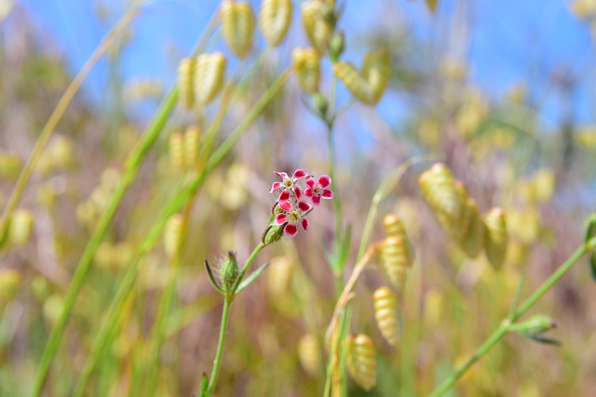 帰化植物　思い出せません