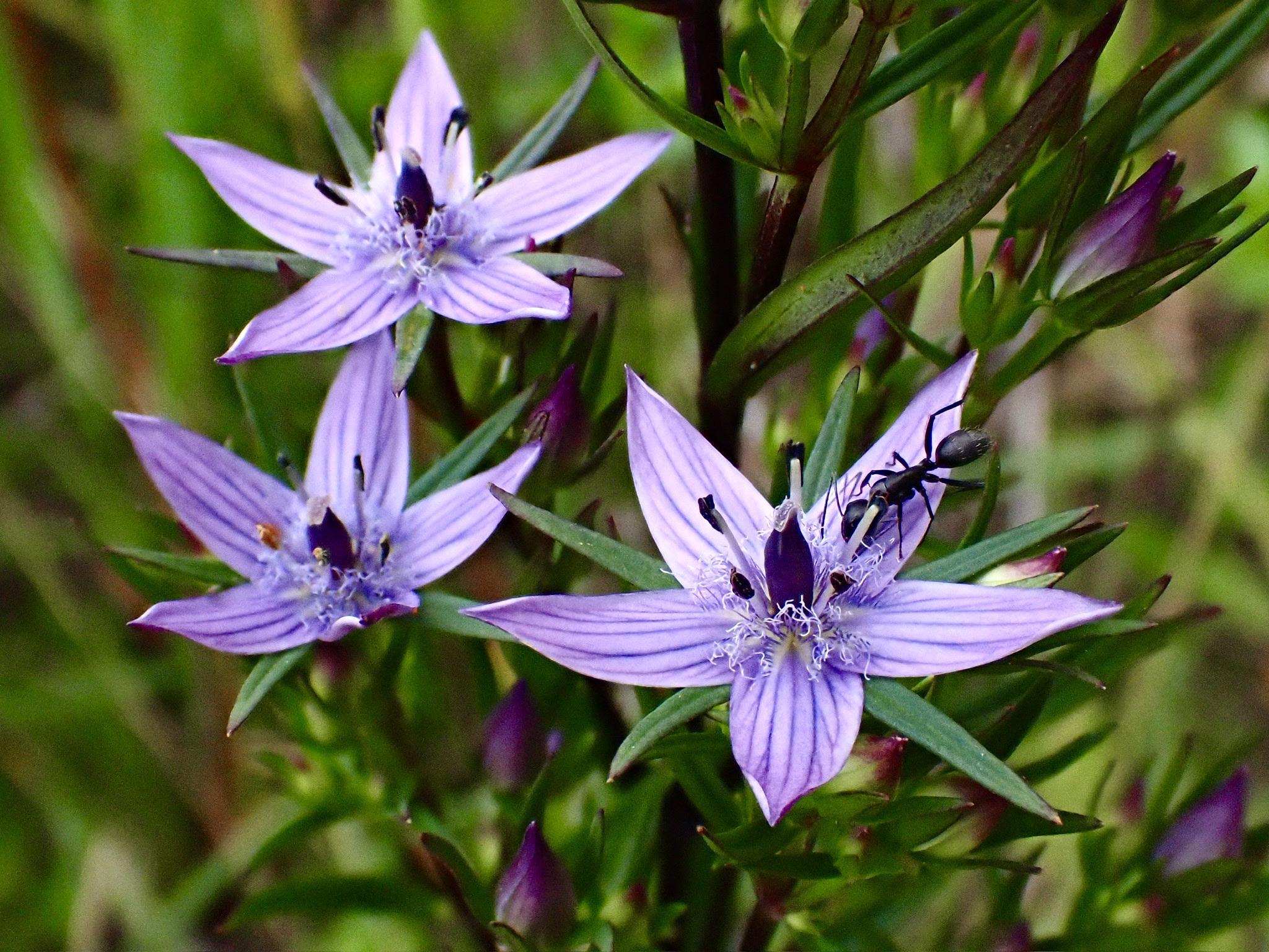 ムラサキセンブリ、オオフガクスズムシソウ