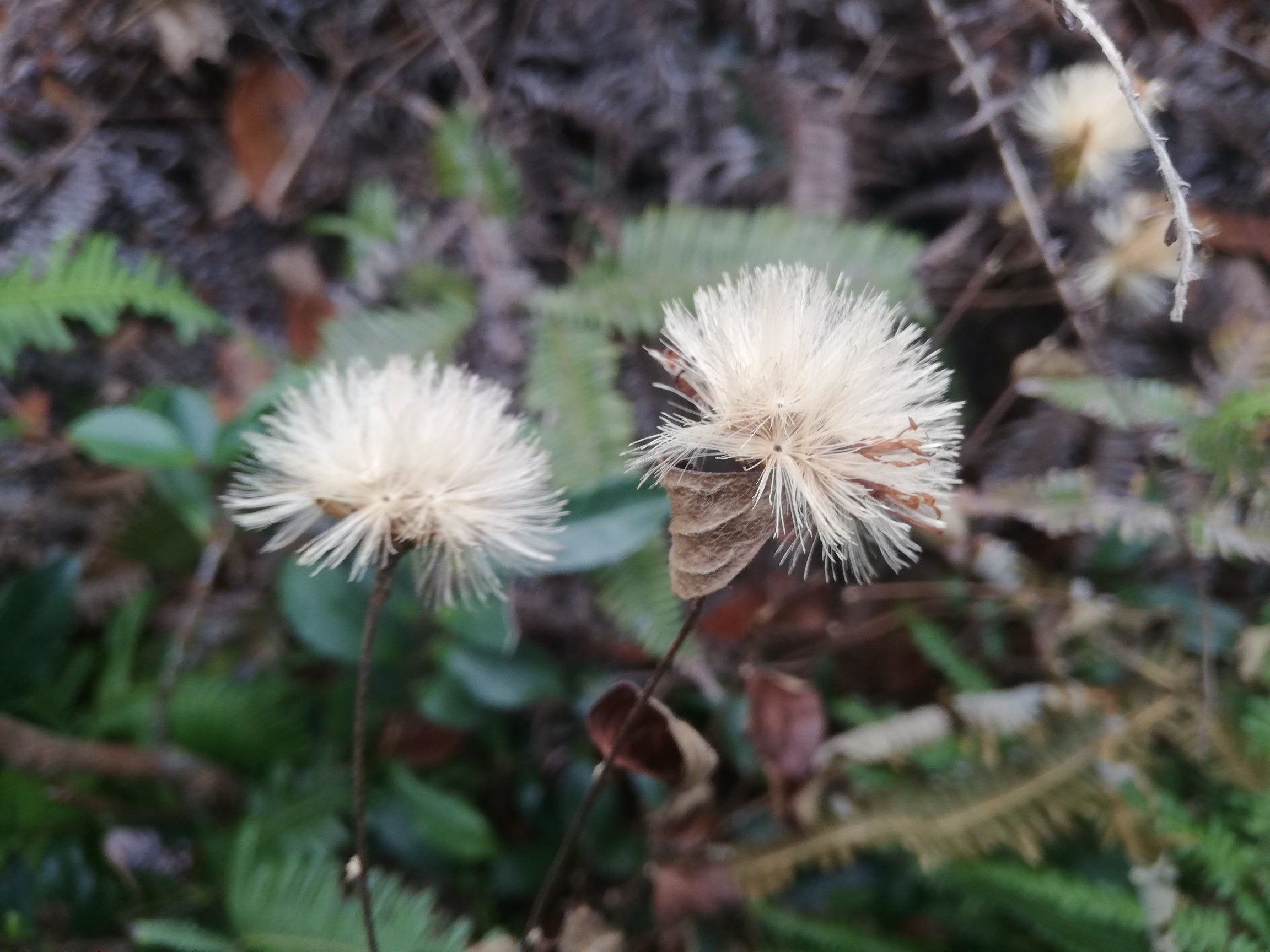 山ランチ 茶臼山 みどりんさんの茶臼山 西尾市 万灯山の活動データ Yamap ヤマップ