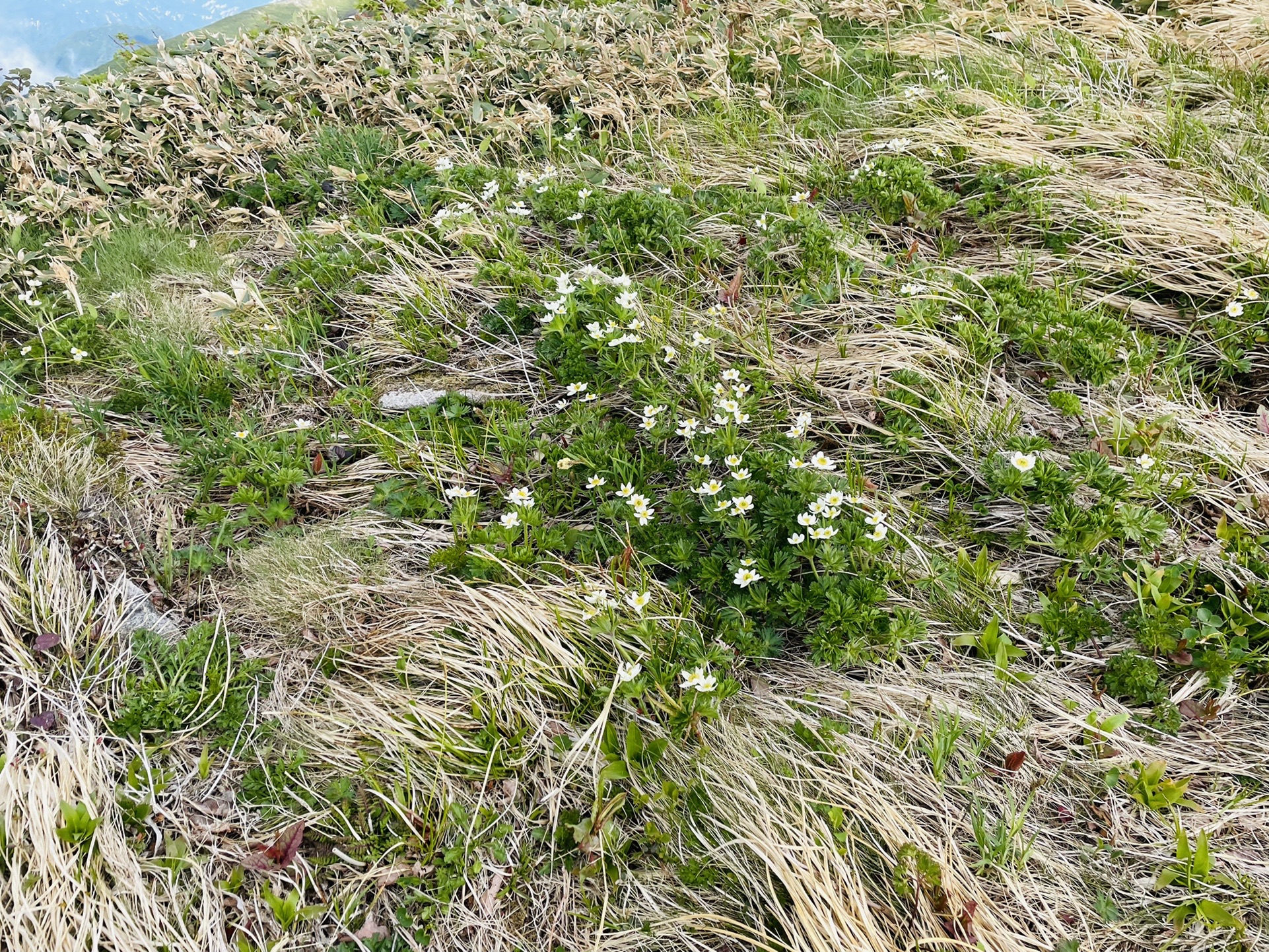 お花畑に足止めを食らい、
