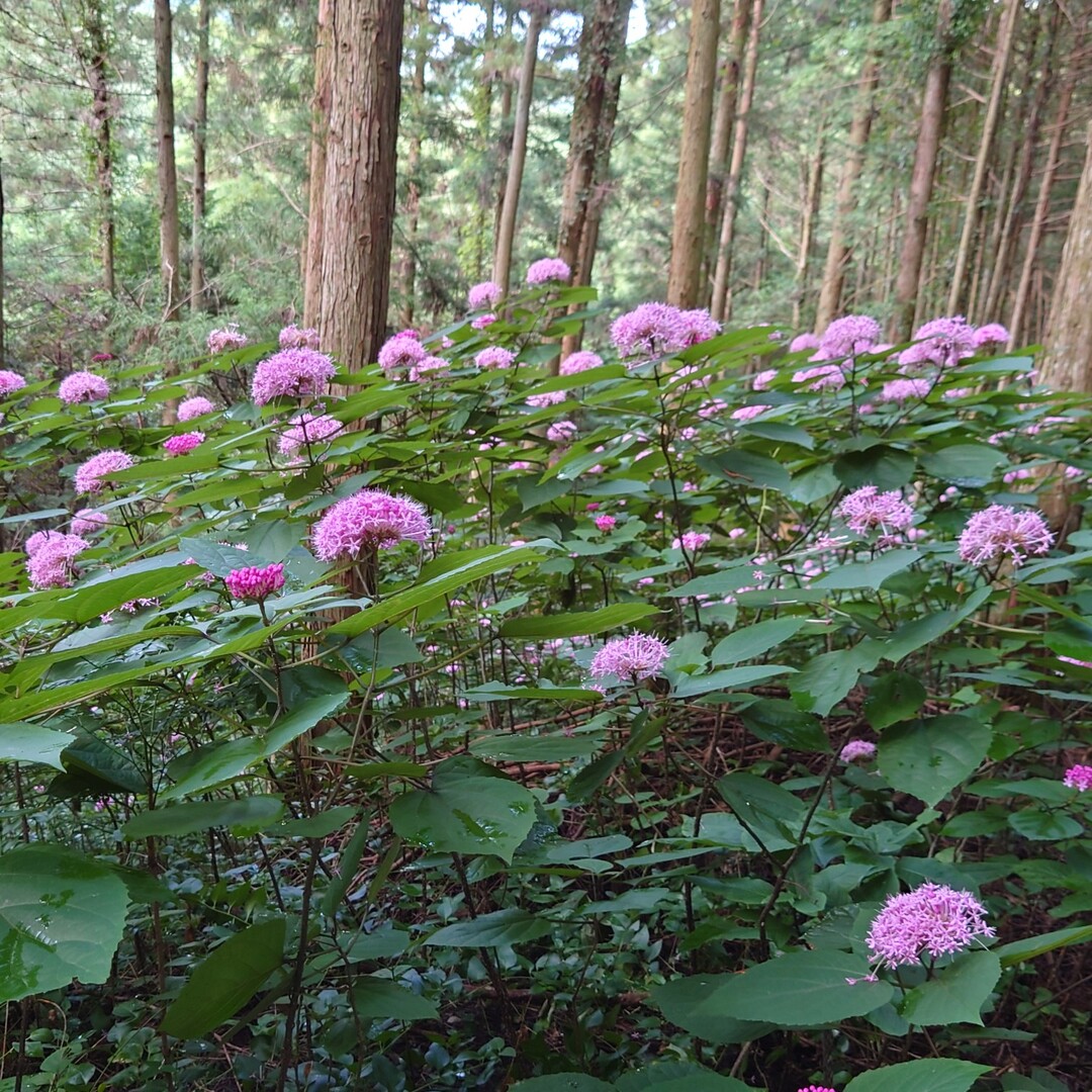 ポンコツ探検隊 梅雨明けたんじゃなかったの 石山 日ノ峰山 十南台 西山 秋吉台の写真61枚目 ボタンクサギの Yamap ヤマップ