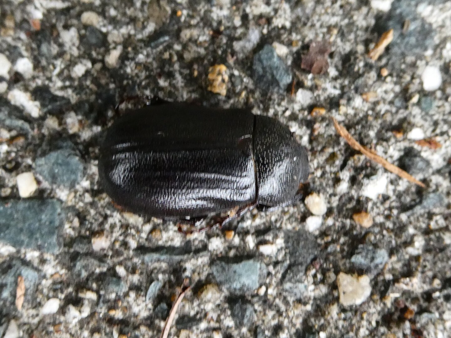 ユズリハの虫 06 11 Toshiyaさんの井野山の活動日記 Yamap ヤマップ