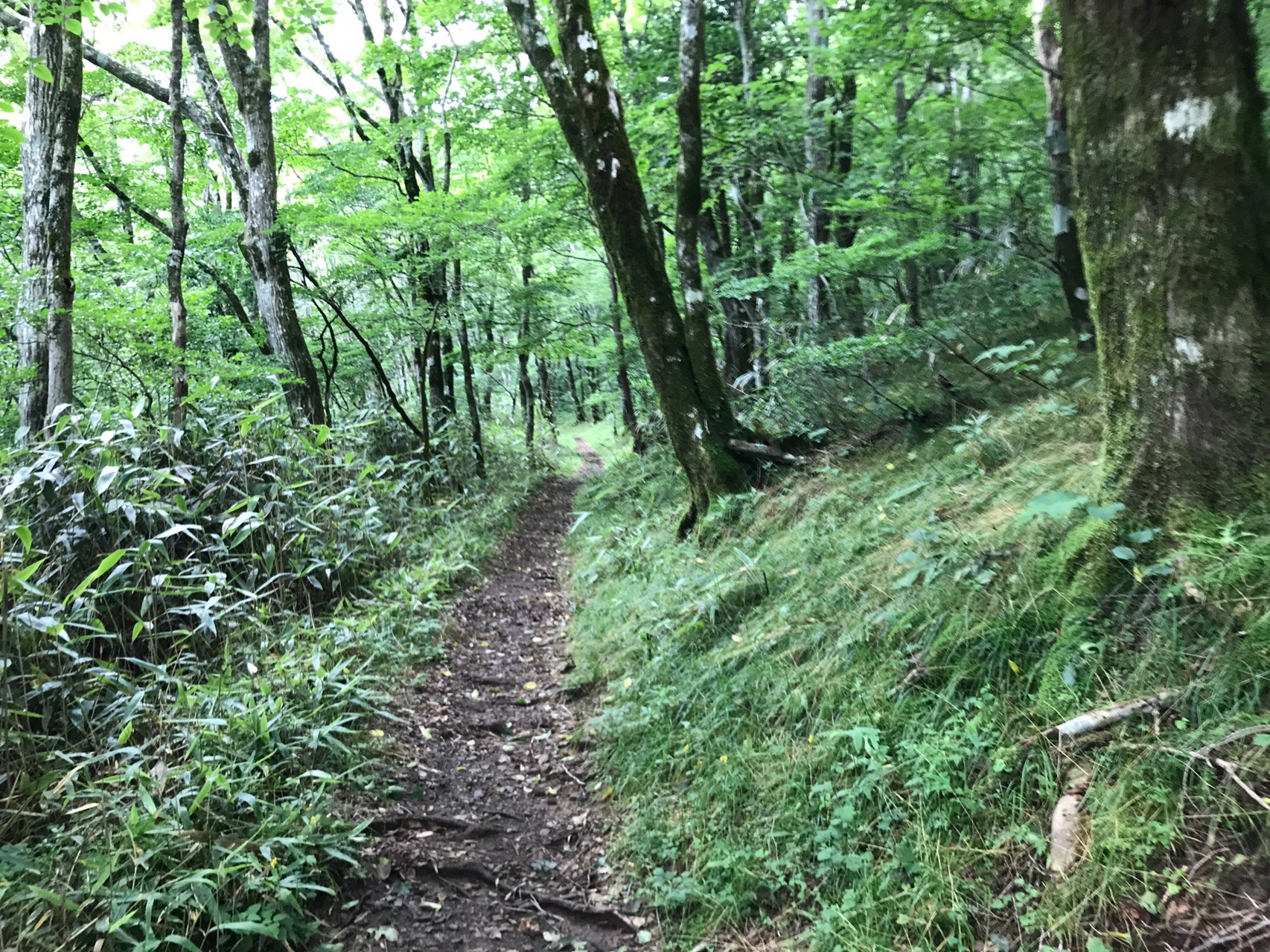 天狗高原セラピーロード散策 Yokochan さんの天狗ノ森 天狗高原 黒滝山の活動日記 Yamap ヤマップ