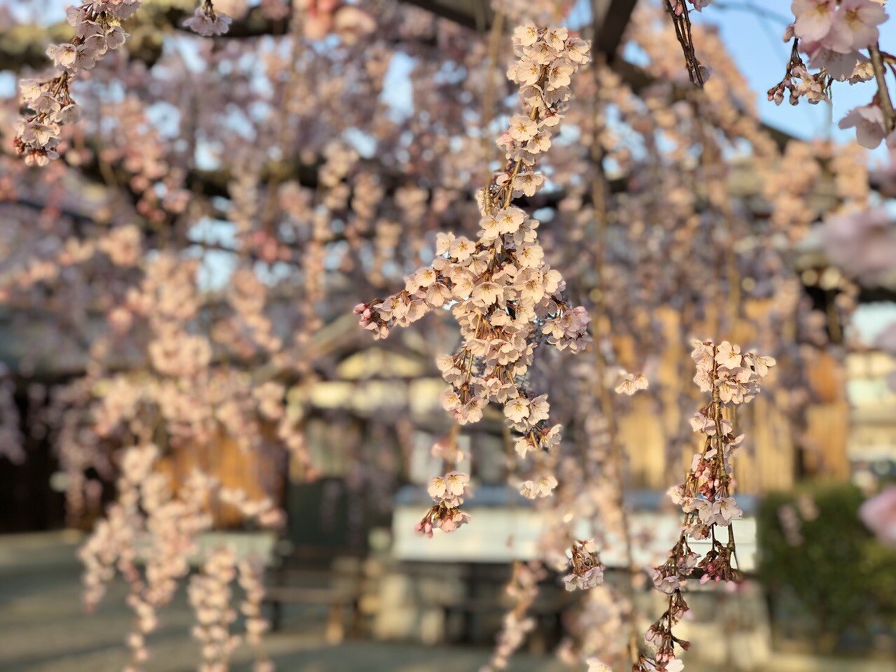 瀧樹神社のユキワリイチゲと大福寺の徳本桜 Asuhiさんのウォーキングの活動日記 Yamap ヤマップ