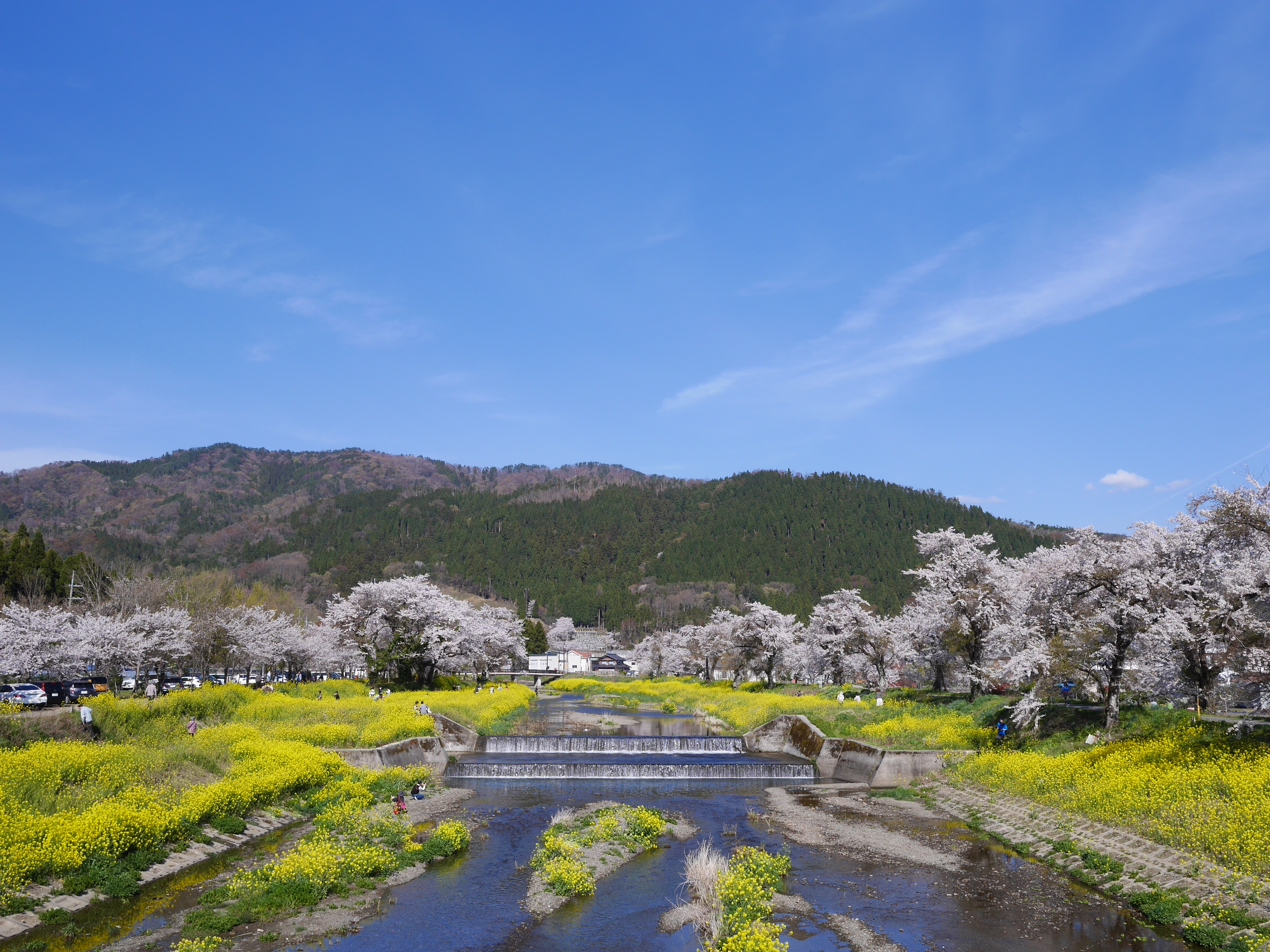 海津大崎 奥琵琶湖パークウェイ 賤ケ岳 余呉湖 19 04 13 スワンさんの琵琶湖 北側の活動日記 Yamap ヤマップ