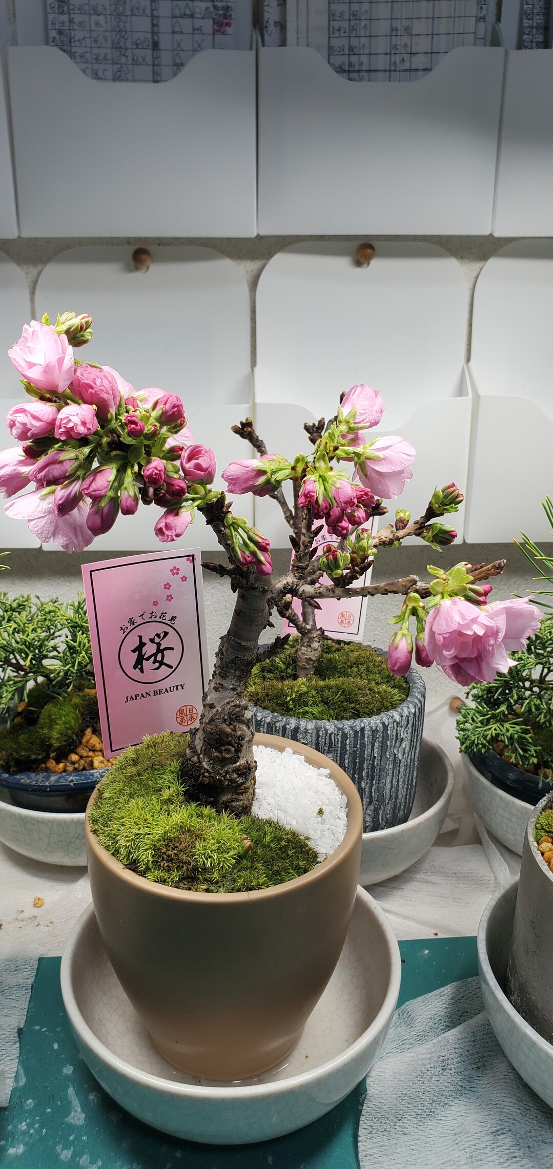 サクラサク 昨晩 我が家の桜 盆栽 かねこさんのモーメント Yamap ヤマップ