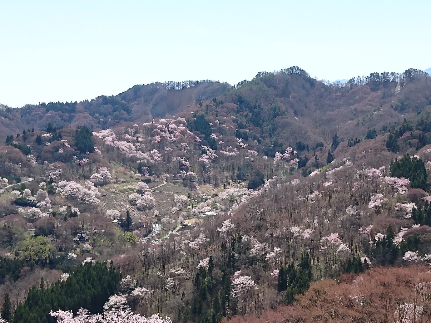 ラベンダーガーデン夢農場と陸郷桜仙峡の桜観賞 ヒロさんの京ヶ倉 大城の活動データ Yamap ヤマップ