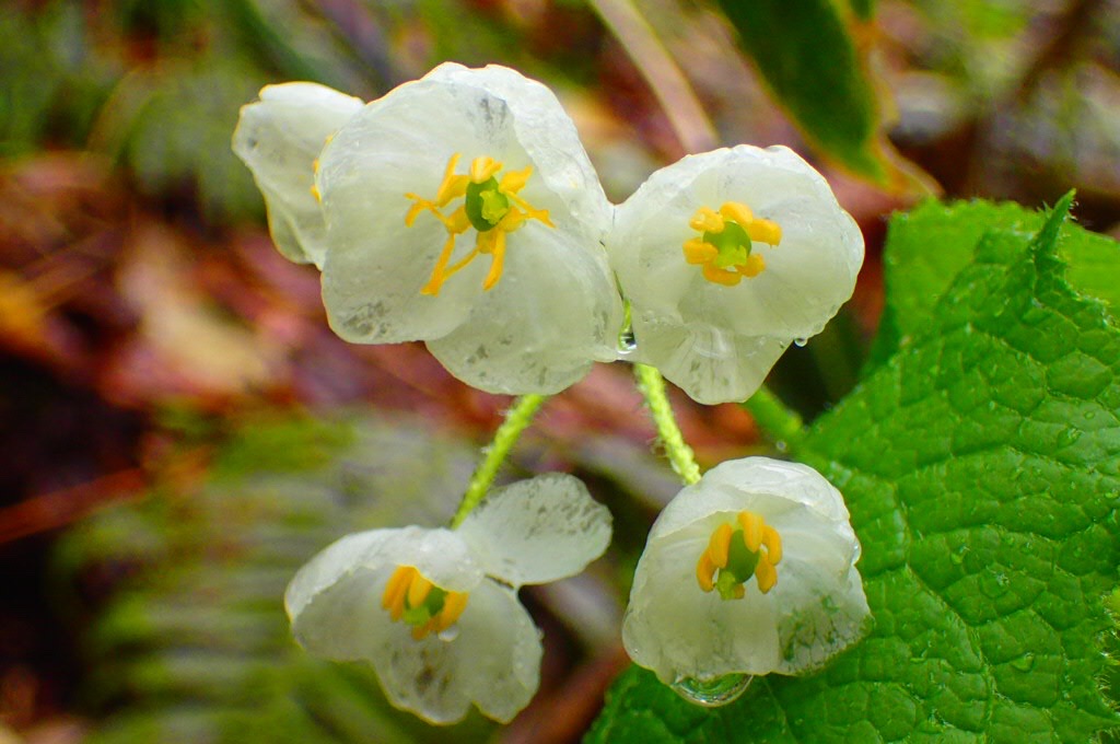 赤兎山 水に濡れると透明の花サンカヨウ 21 6 13 やっさんさんの経ヶ岳 法恩寺山の活動データ Yamap ヤマップ