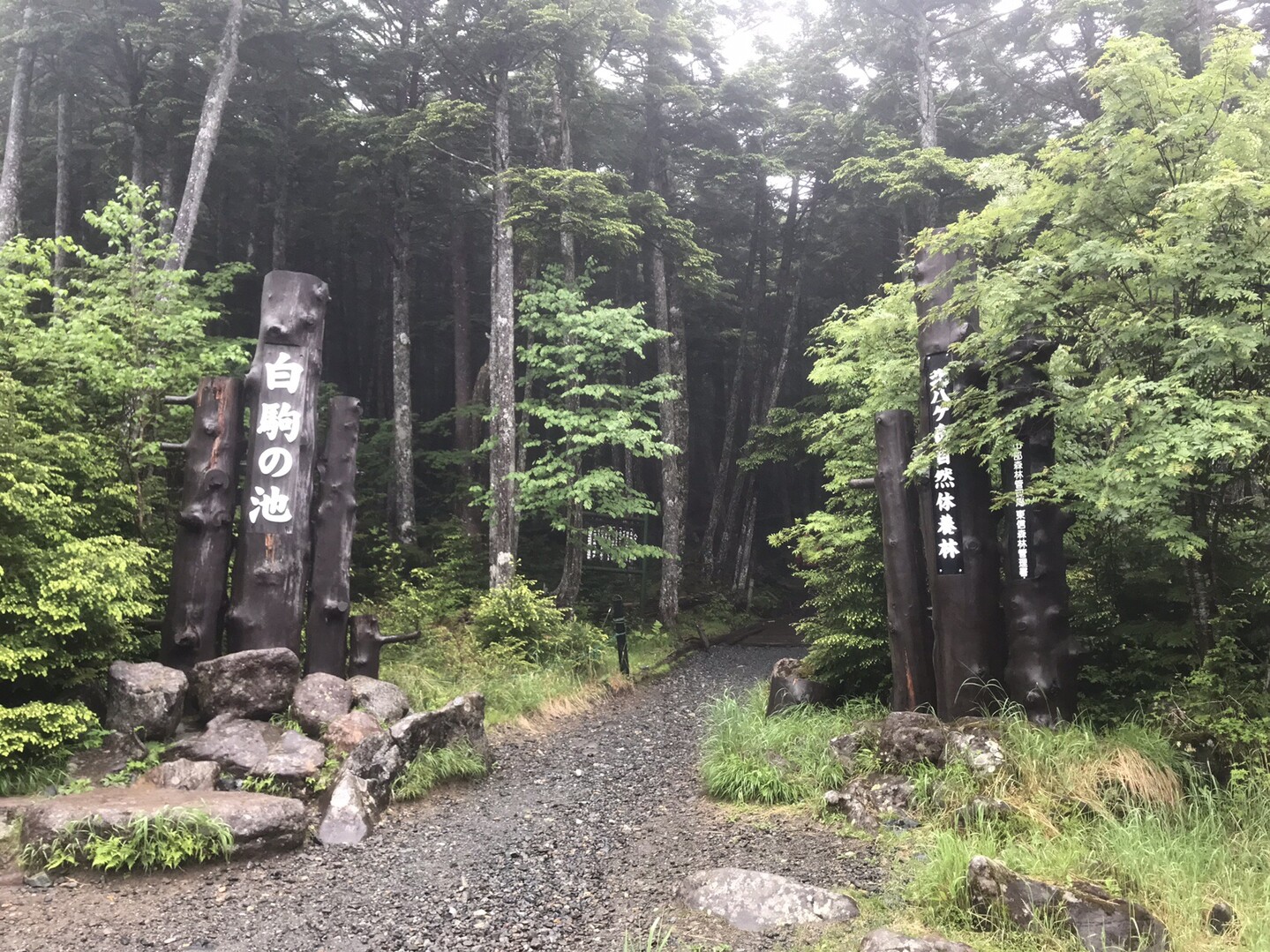 雨の苔の森 白駒池周辺 にゅう らっちさんの八ヶ岳 赤岳 硫黄岳 天狗岳 の活動データ Yamap ヤマップ