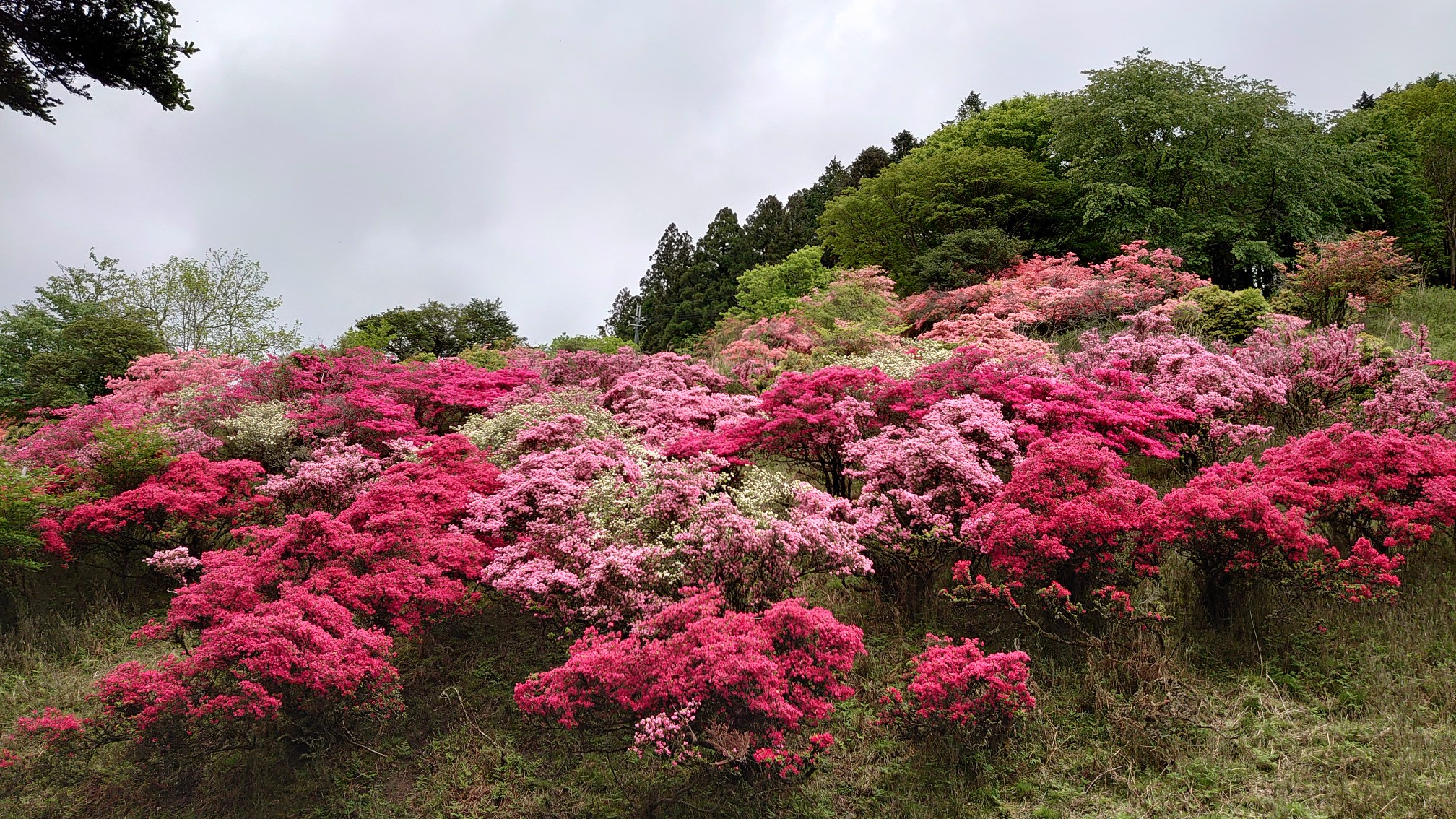 比叡山 つつじヶ丘満開 はなちゃん0518さんの比叡山 横高山 梶山の活動データ Yamap ヤマップ