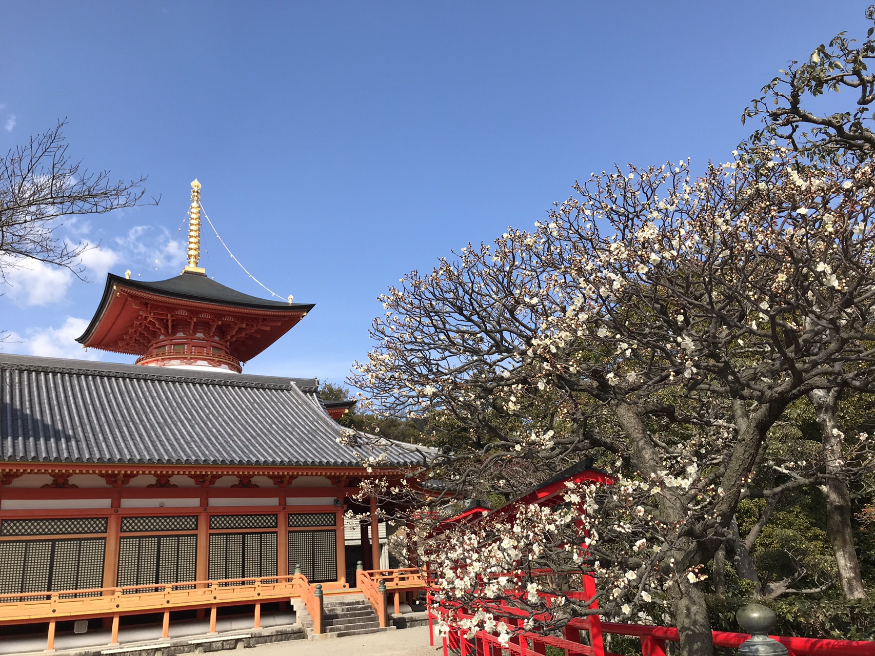 花便り 中山寺梅林 Soraさんの中山 兵庫県 大峰山の活動データ Yamap ヤマップ