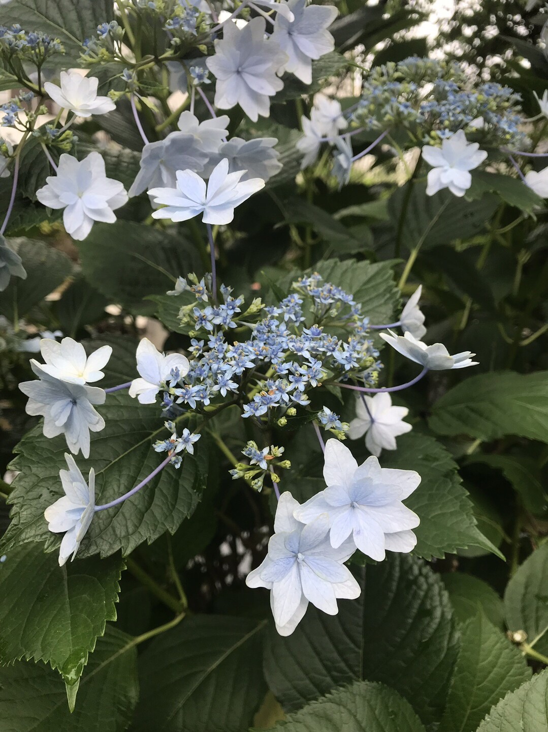 トケイソウ咲く二ヶ領用水へ 国分寺市の写真5枚目 ガクアジサイ スミダノハナビ 花期5 Yamap ヤマップ