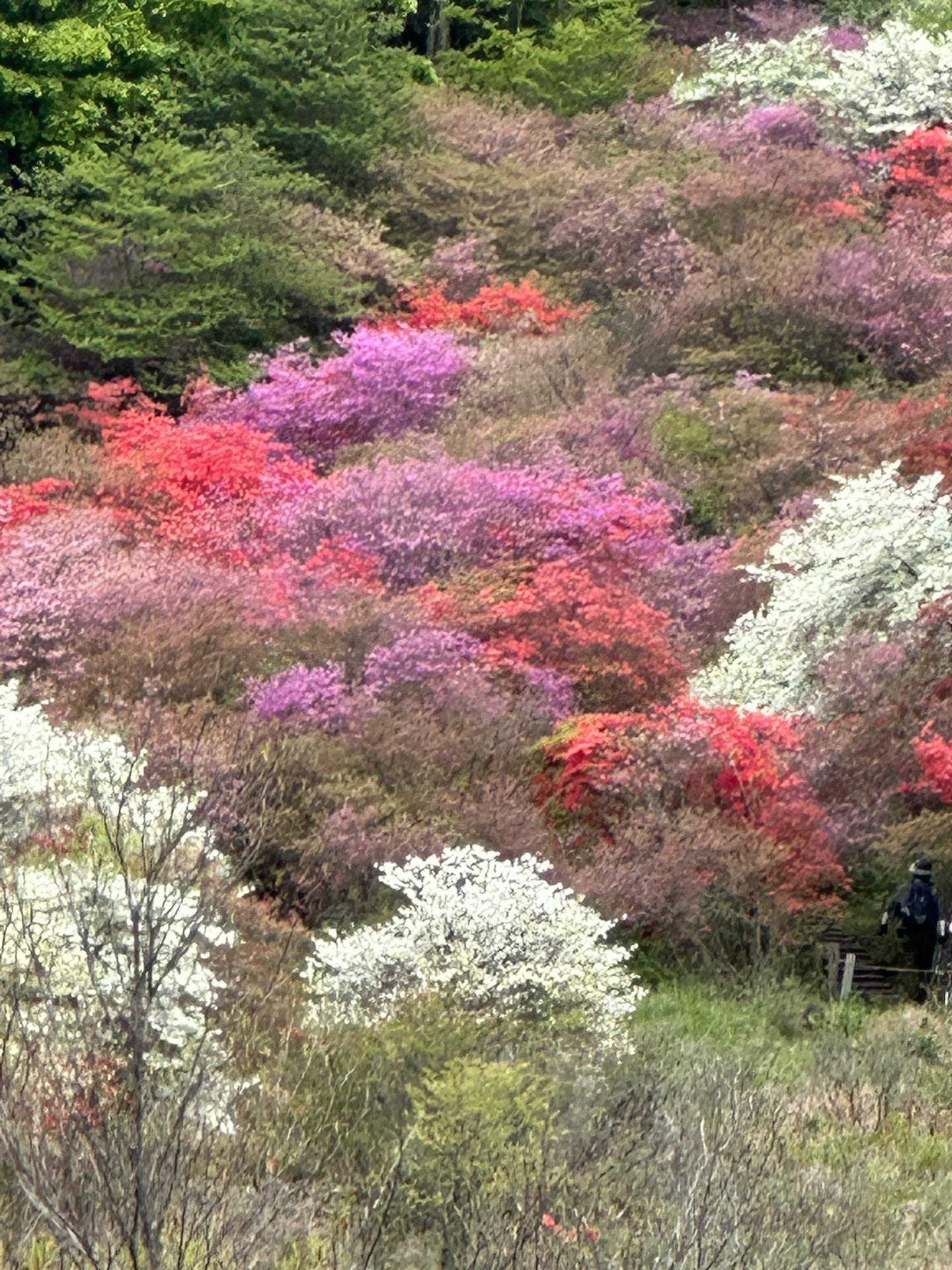横根山 / よろれいひさんの横根山・方塞山・井戸湿原の活動データ YAMAP / ヤマップ