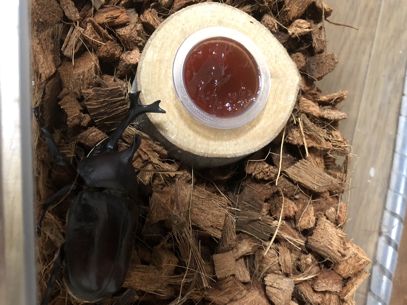 まそたんとの出会いの寧比曽岳 19 08 03 Rum4koさんの寧比曽岳 筈ヶ岳 出来山の活動データ Yamap ヤマップ