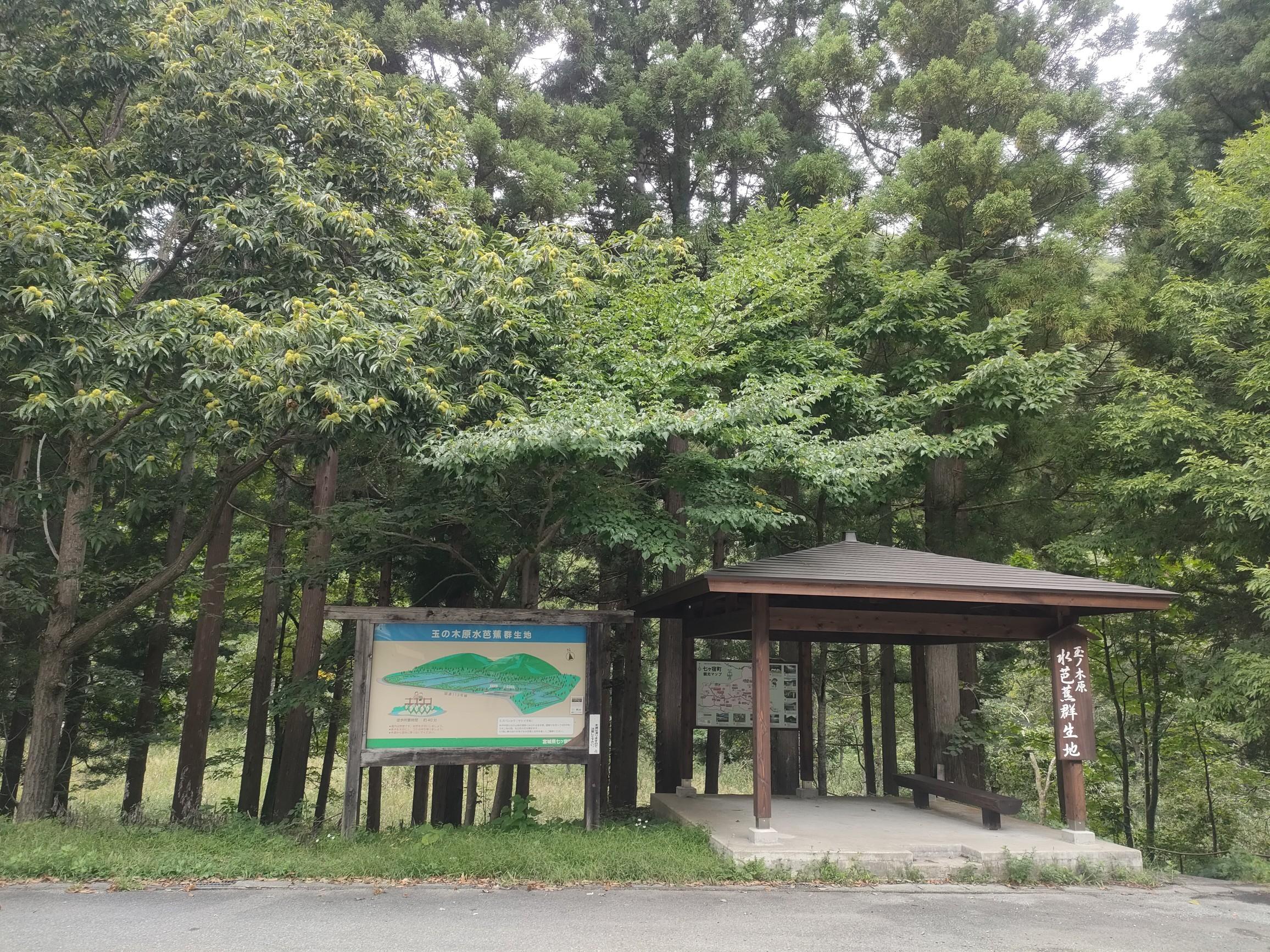 リベンジ 秋の玉の木原水芭蕉群生地 / ぽんすけぽんさんの豪士山・駒ヶ岳の活動データ YAMAP / ヤマップ