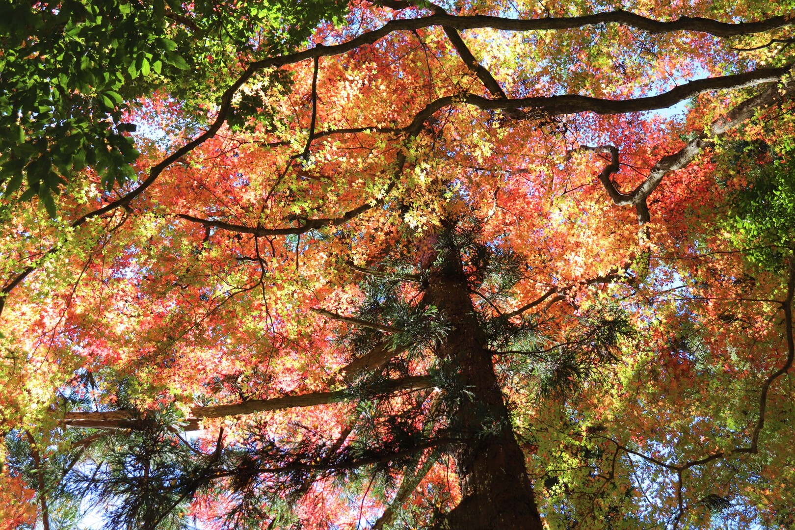 奥多摩むかし道 絶景の紅葉を楽しみながらビア カフェ バテレでクラフトビールを漫喫 雲取山 鷹ノ巣山 七ツ石山の写真16枚目 白髭神社の紅葉も最高 陽が当たると 紅葉 Yamap ヤマップ