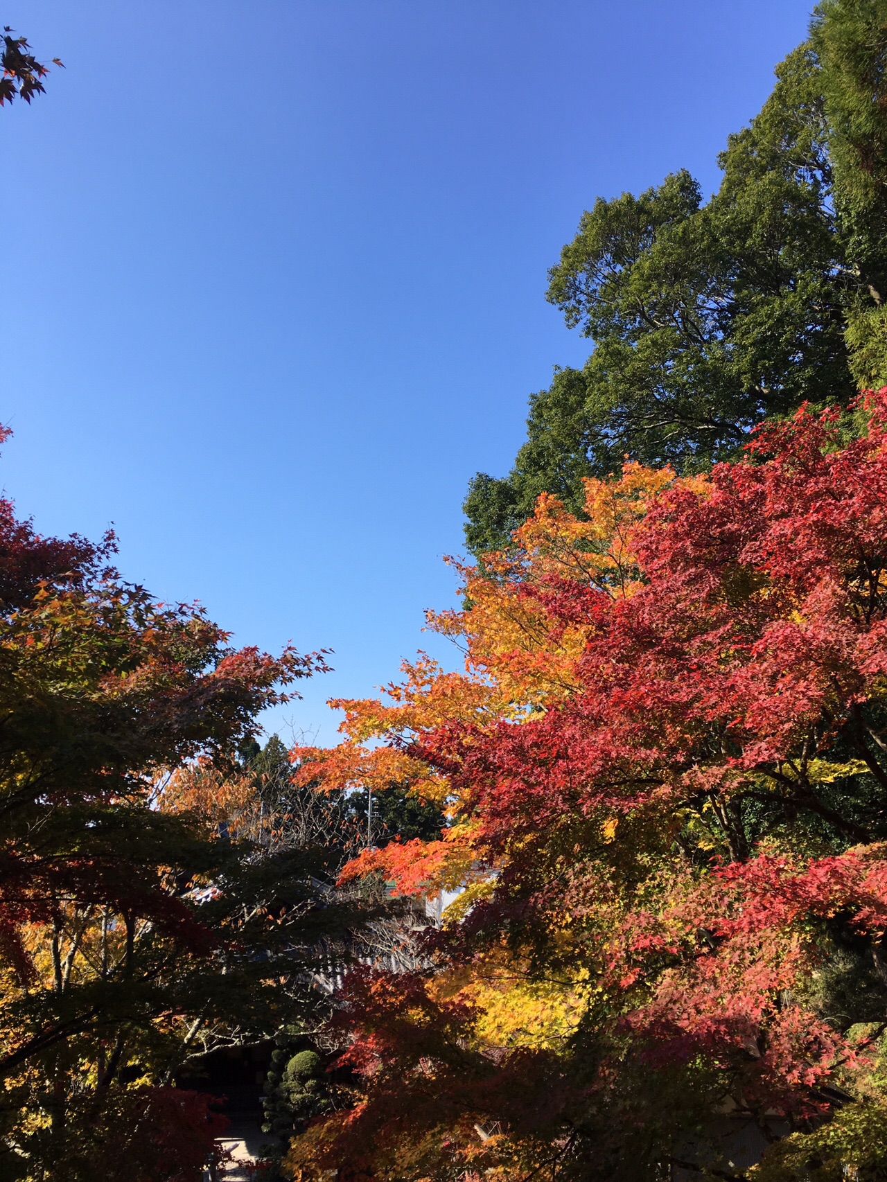 紅葉の播州清水寺 19 11 16 よっちゃんさんの三草山 兵庫県加東市 の活動データ Yamap ヤマップ