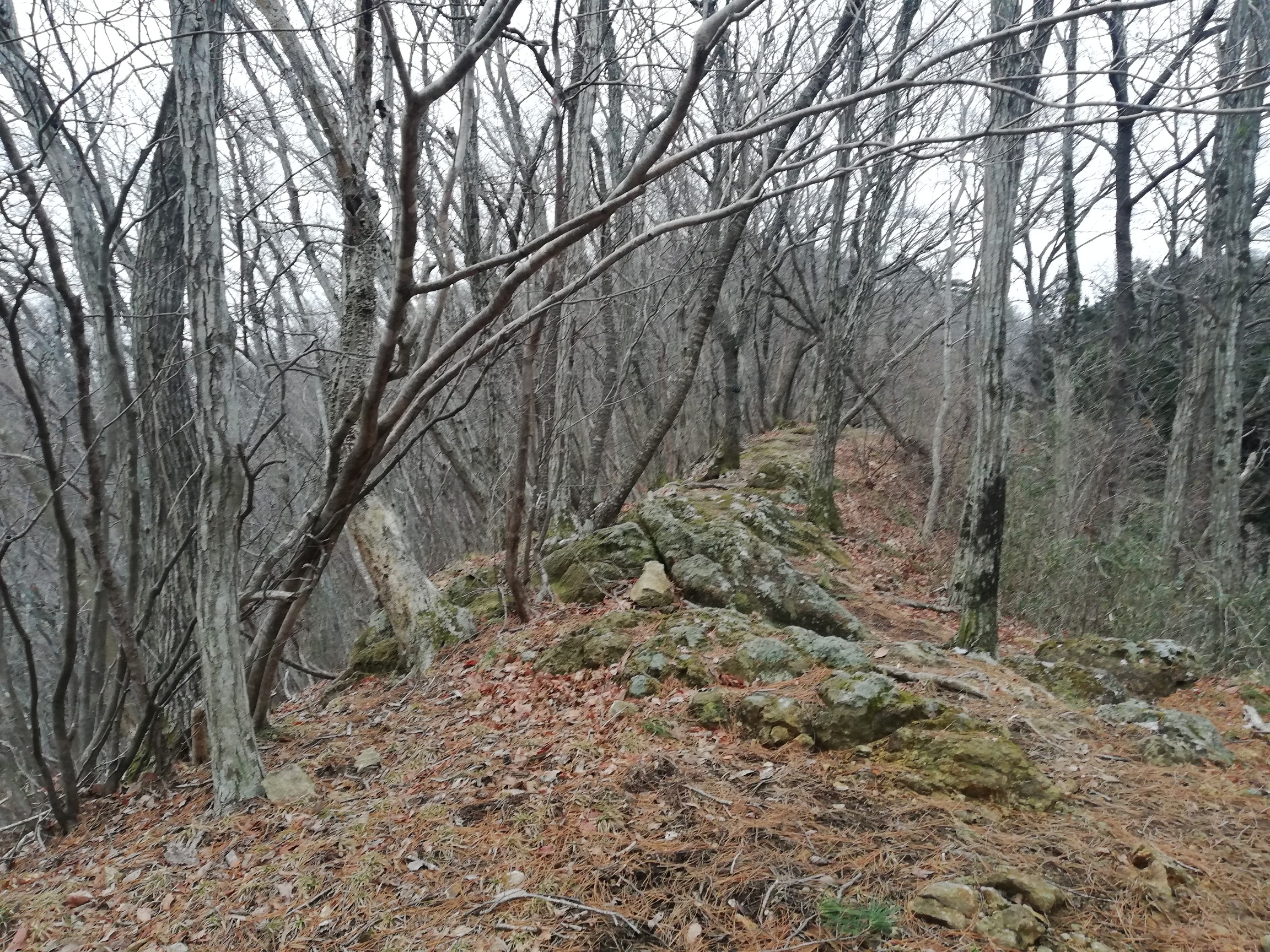 達居森 尾根道歩くと登山してる感がでる