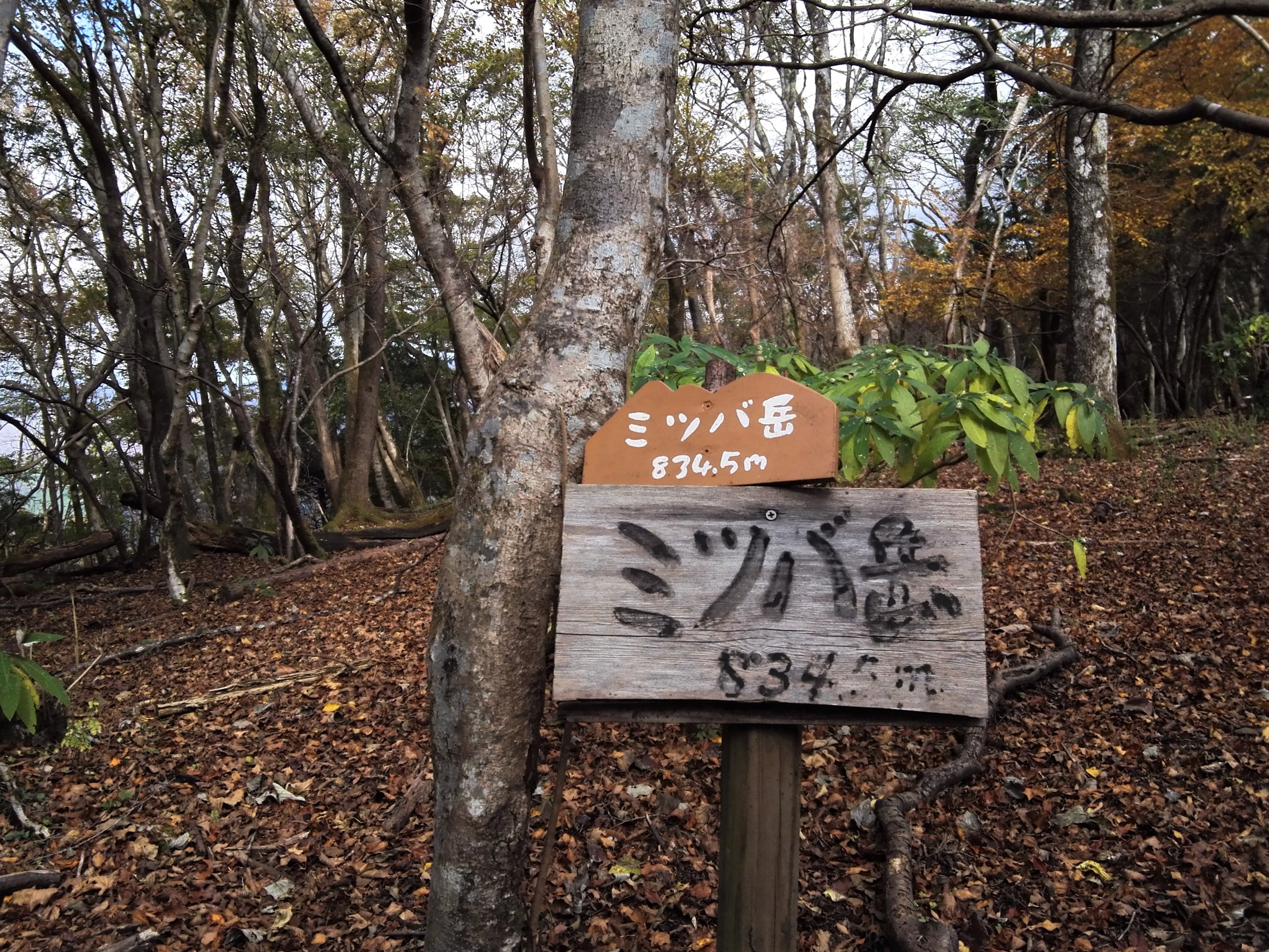 ミツバ岳 枯葉で道に這いつくばる Yamap地図は赤線だがgps精度低くて Maki816さんの大室山 畦ヶ丸山 菰釣山の活動日記 Yamap ヤマップ