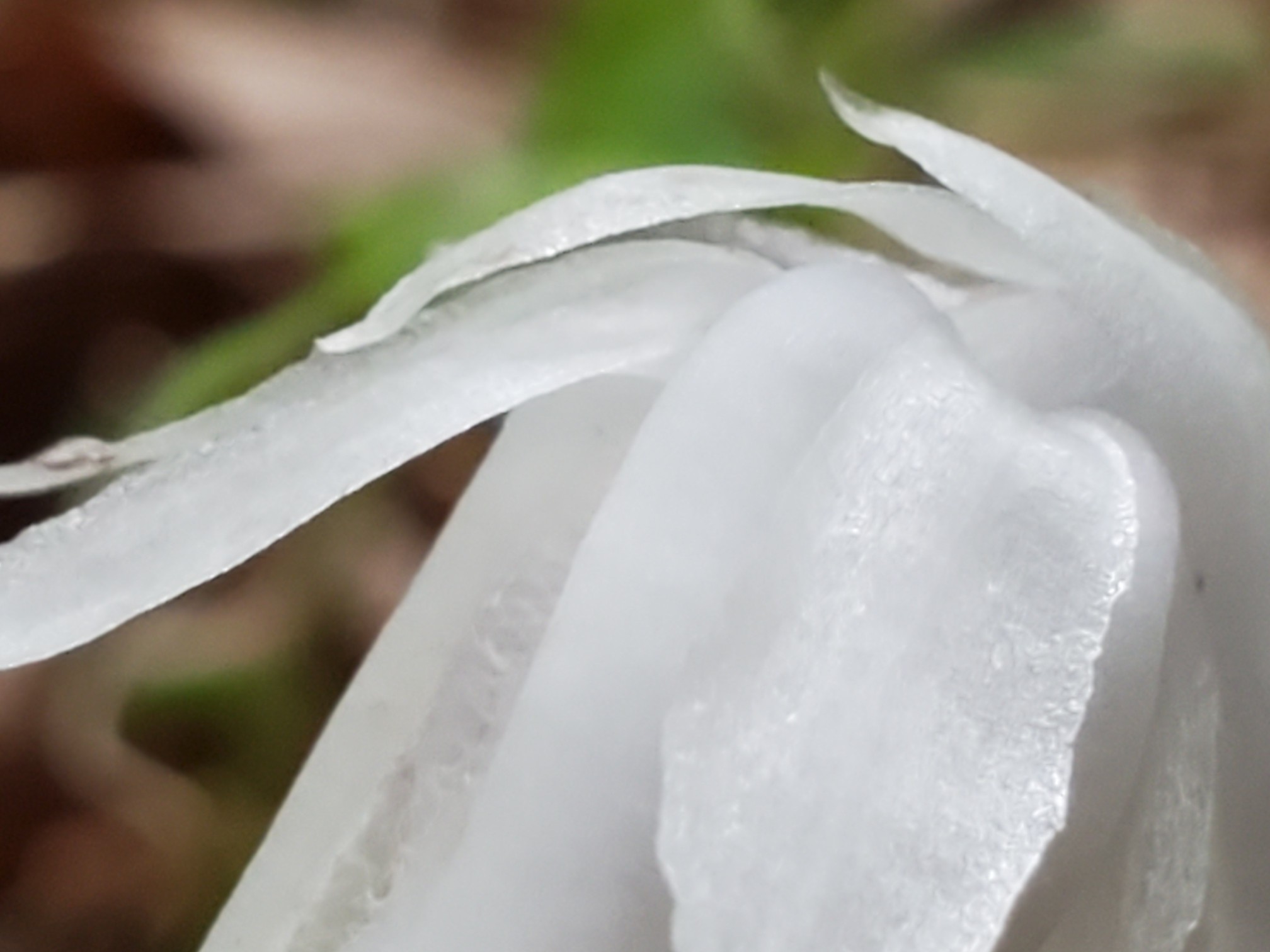 銀竜草 別名は水晶蘭と幽霊茸 こんぺいとうさんの三上山 鏡山の活動データ Yamap ヤマップ