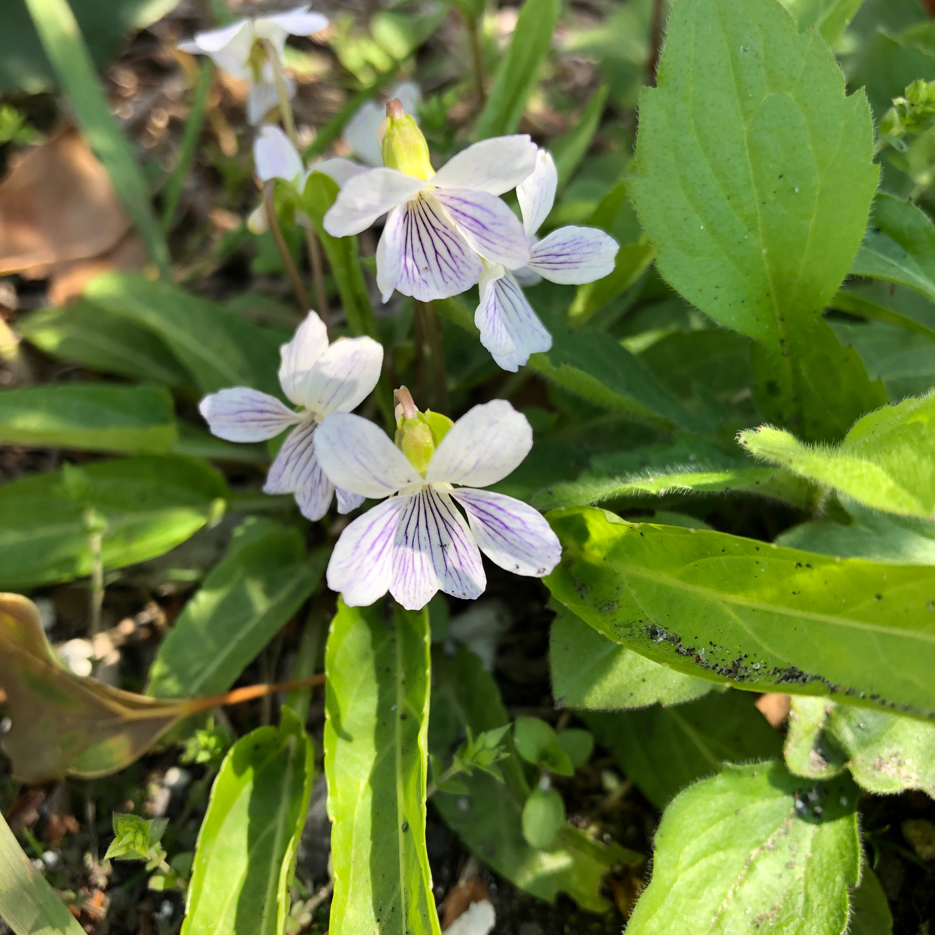 白いスミレを探す散歩 H Yさんのつくば市の活動データ Yamap ヤマップ