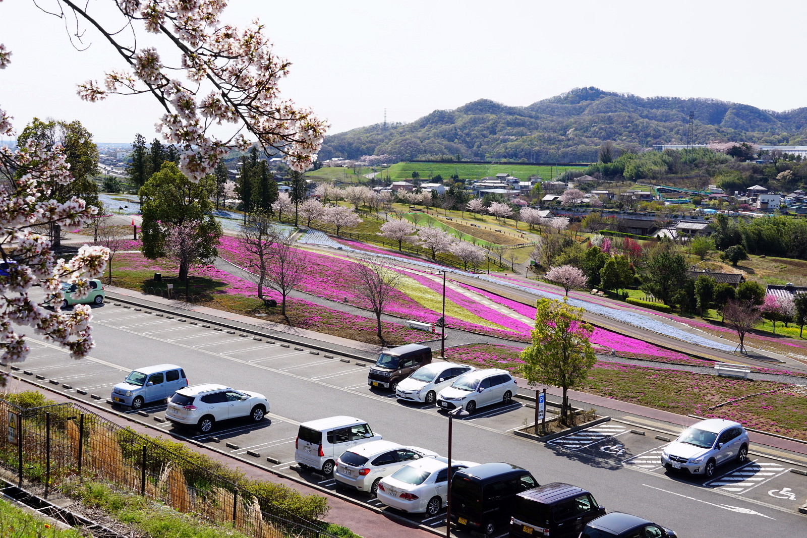 花咲く八王子山公園 旧名北部運動公園 から丘陵ハイキング 04 02 Wataさんの金山 新田金山 八王子丘陵の活動日記 Yamap ヤマップ
