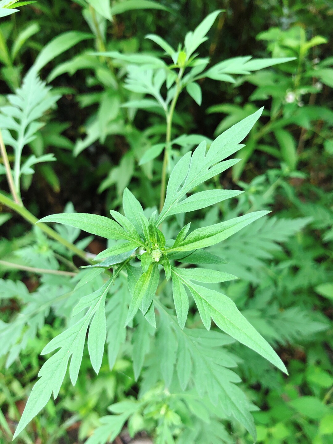 お花の百メェェェ山 の巻 岳女ハムストりん子さんの大麻山 天円山の活動日記 Yamap ヤマップ