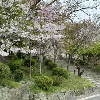 竈門神社の桜は満開