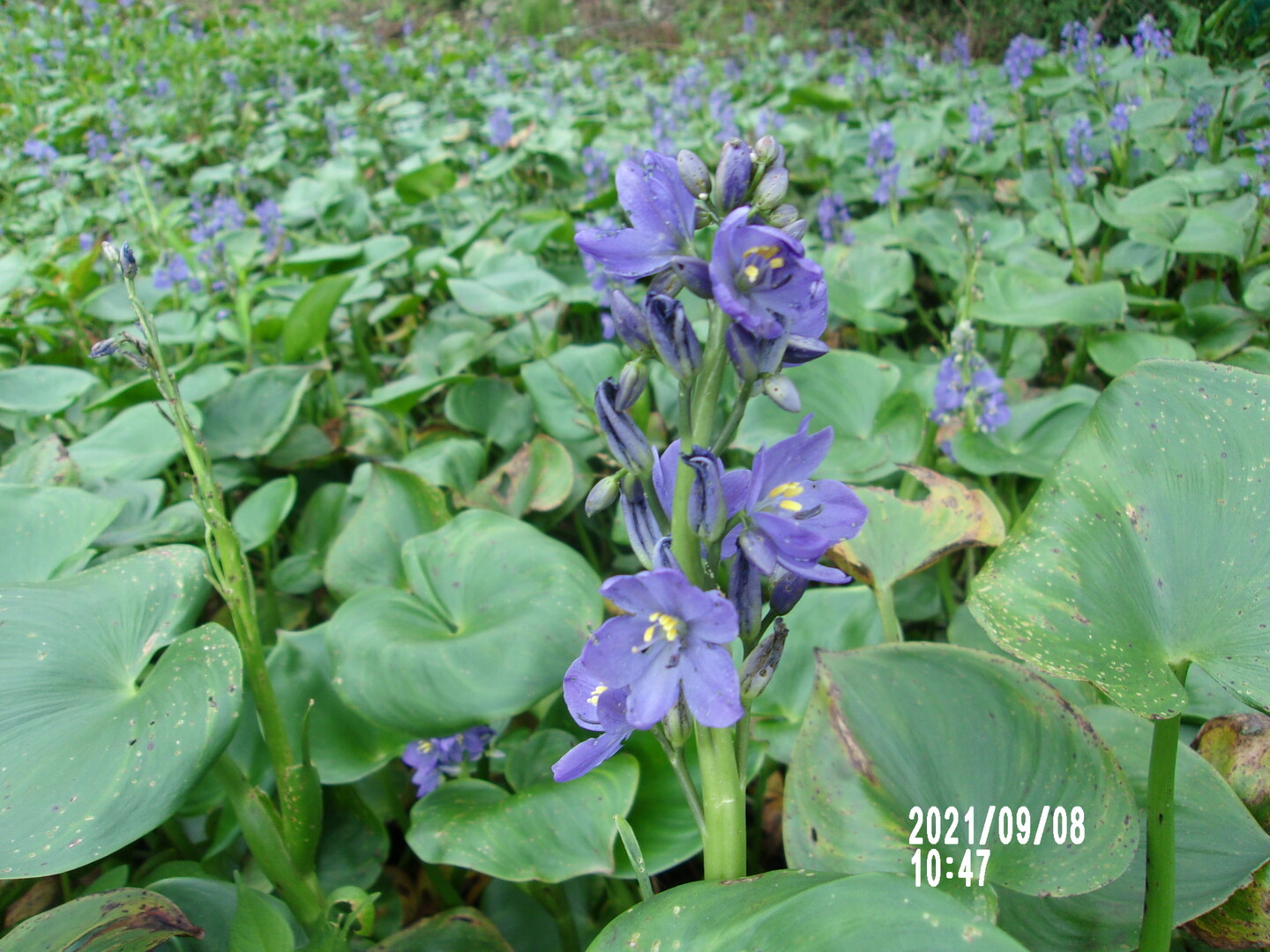 ミズアオイの花を見に行ってきました 滋賀 たかさんのモーメント Yamap ヤマップ