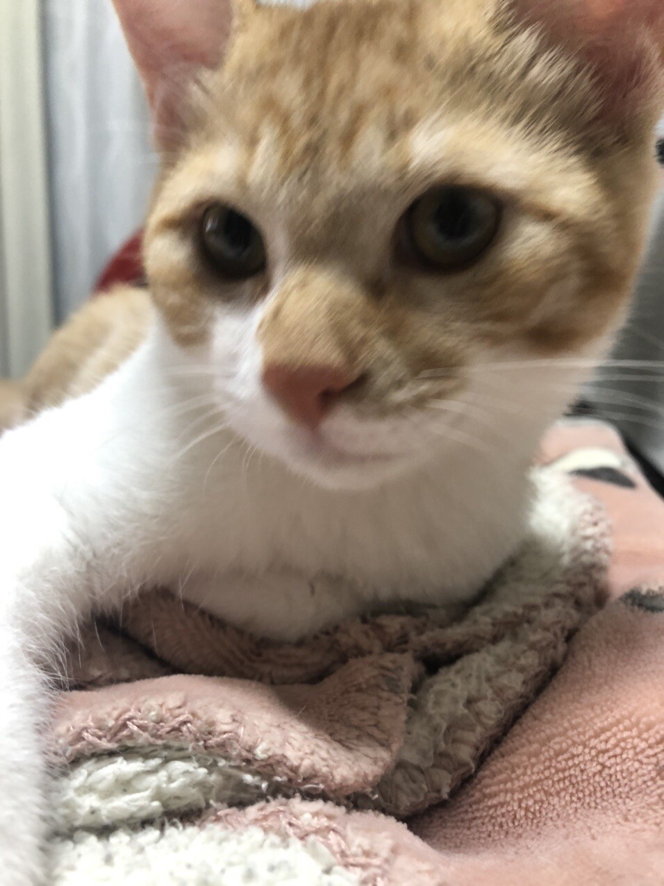 まったりと過ごす猫時間 昨夜は息子夫婦 さちこさんのモーメント Yamap ヤマップ