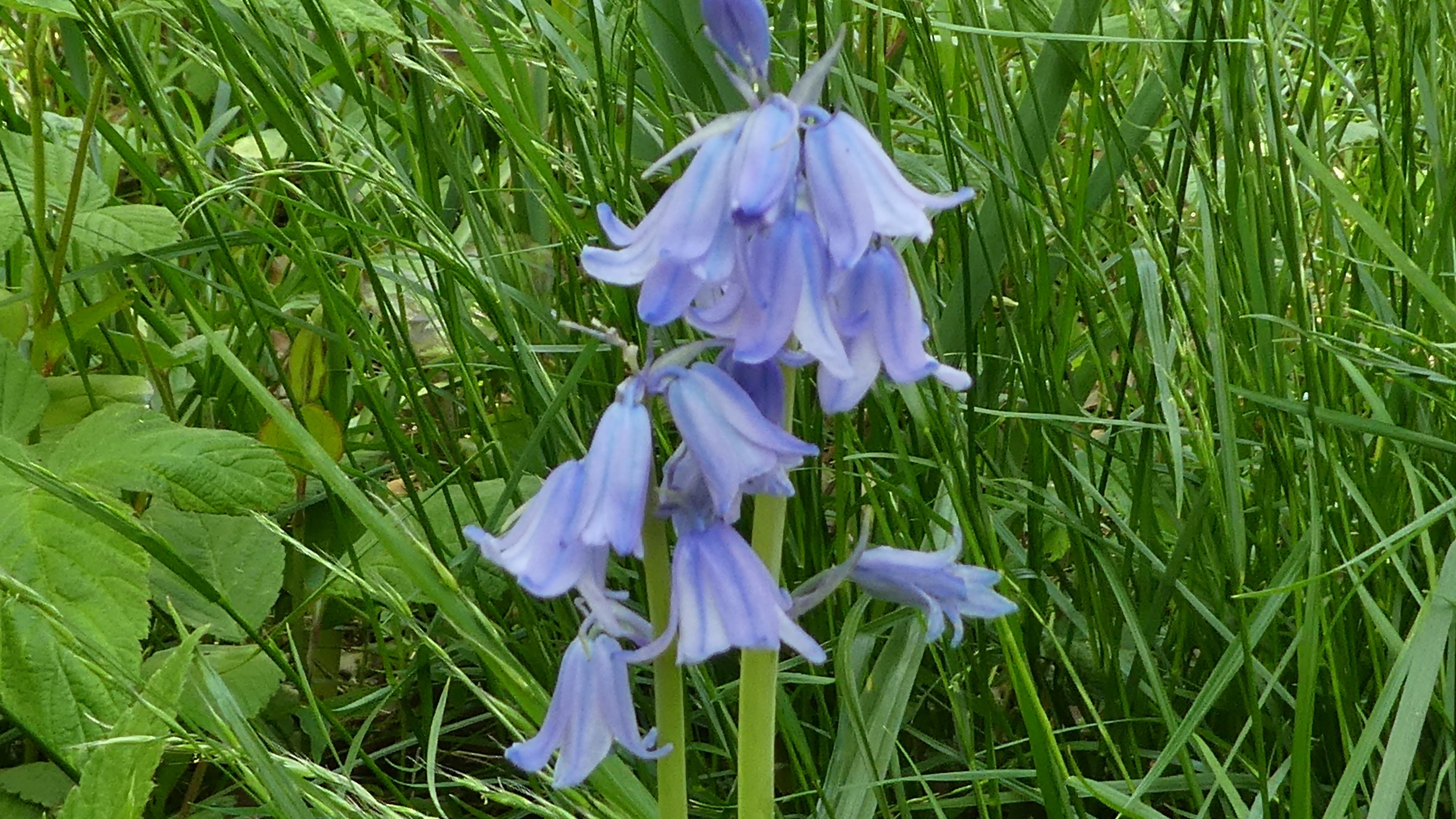 清水山 福岡県 04 28 おさみんさんの清水山 福岡県 の活動日記 Yamap ヤマップ