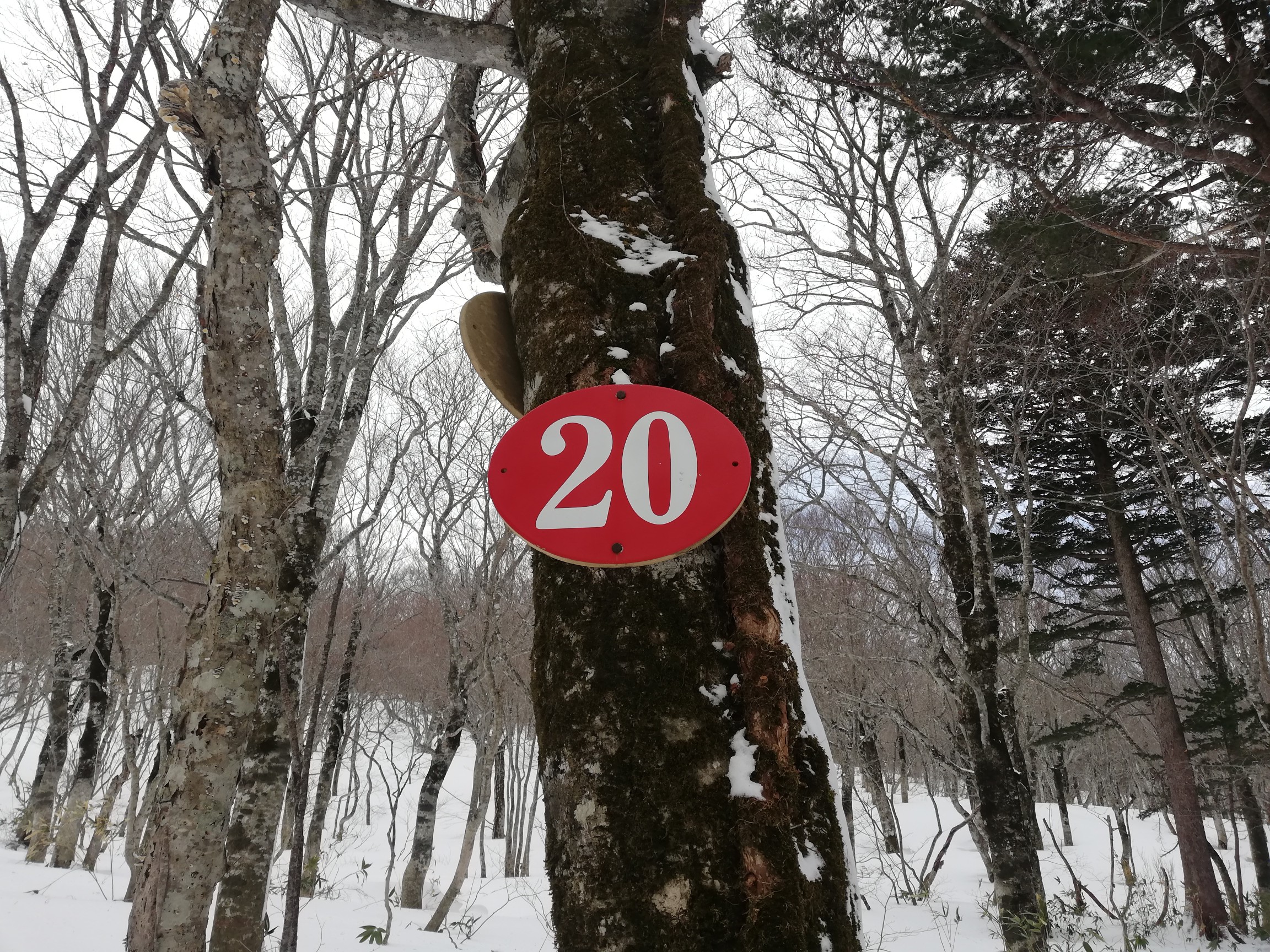 この辺から積雪は膝