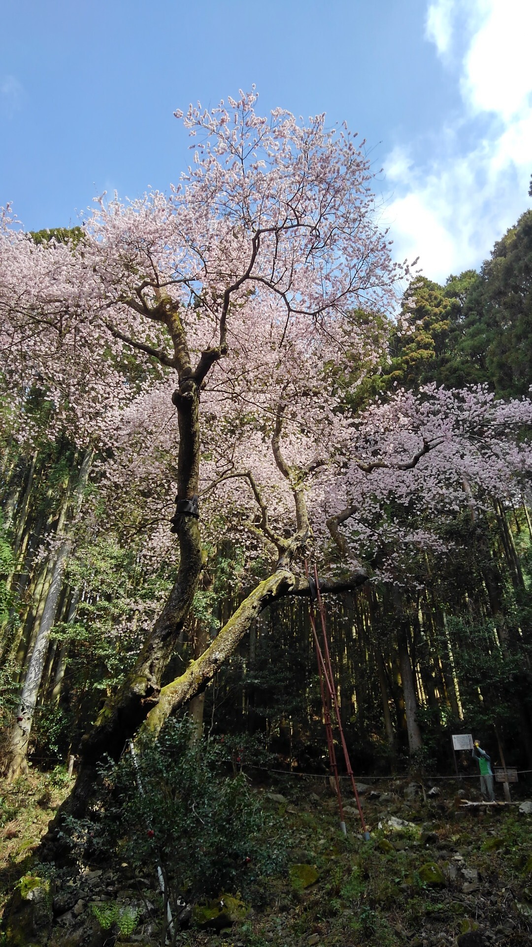 虎尾桜 満開 源平桜の開花様子見 山頂 南面小屋のオキナグサ 鷹取山のスイセン ふぅちゃん さんのカントリーレース 福智山の活動日記 Yamap ヤマップ