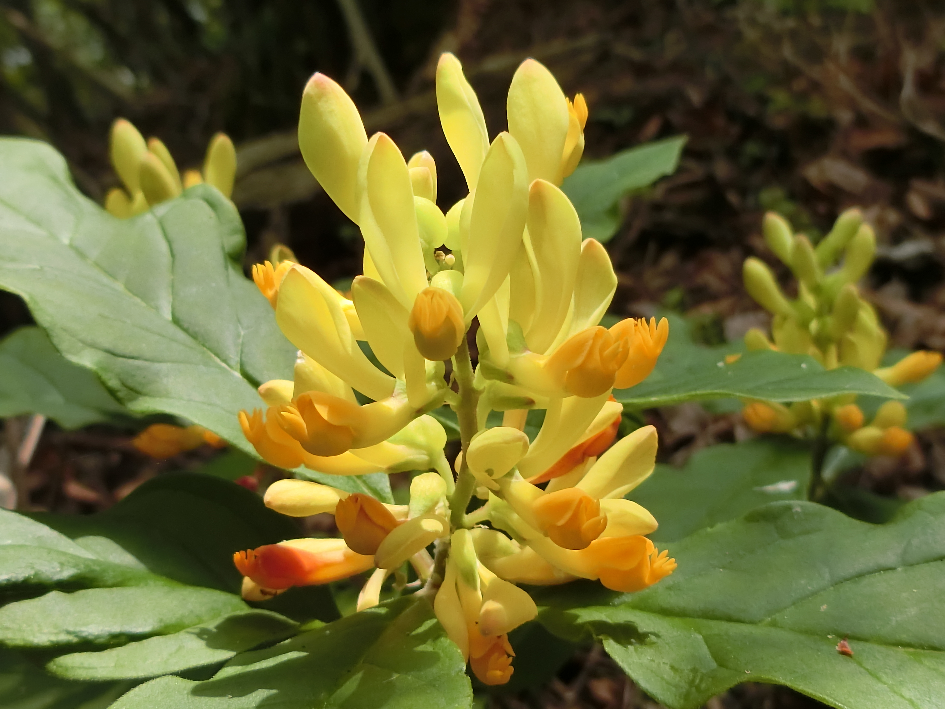 六甲山 丹生山系花探し Chakkinさんの六甲山 長峰山 摩耶山の活動データ Yamap ヤマップ