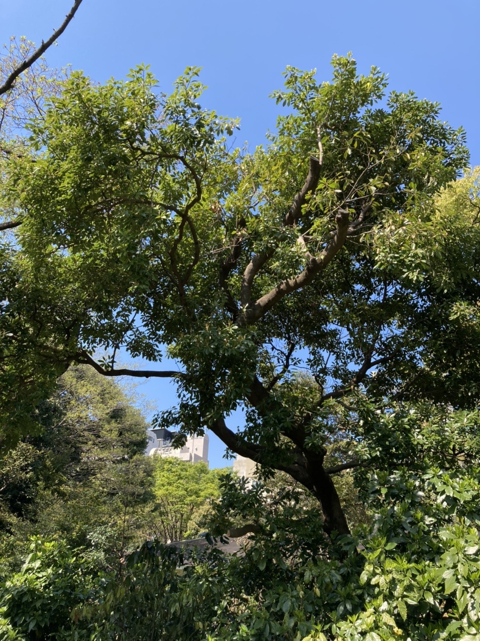 東京にラクウショウの森 貴龍 禁酒中 さんの東京都23区 北エリアの活動日記 Yamap ヤマップ