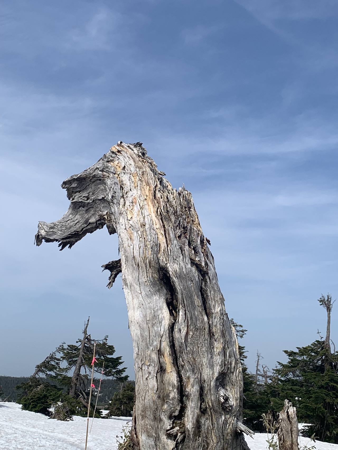 八幡平ピークハントツアー Part 2 ドラゴンアイ ドラゴンツリー 八幡平 源太森 みほさんの八幡平 源太森 安比岳の活動日記 Yamap ヤマップ