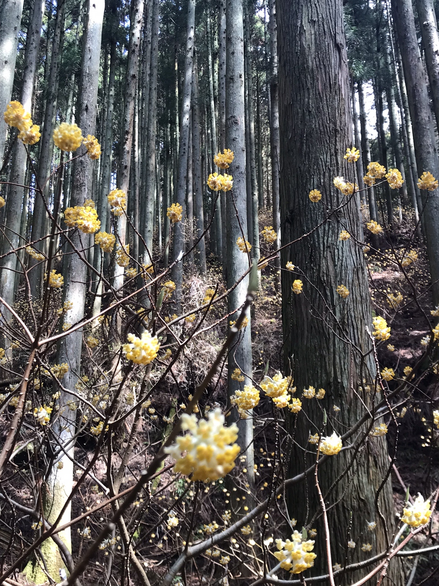 野登山ミツマタぽこぽこ22 03 27 まにさんの高見山 黒石山 天狗山の活動データ Yamap ヤマップ