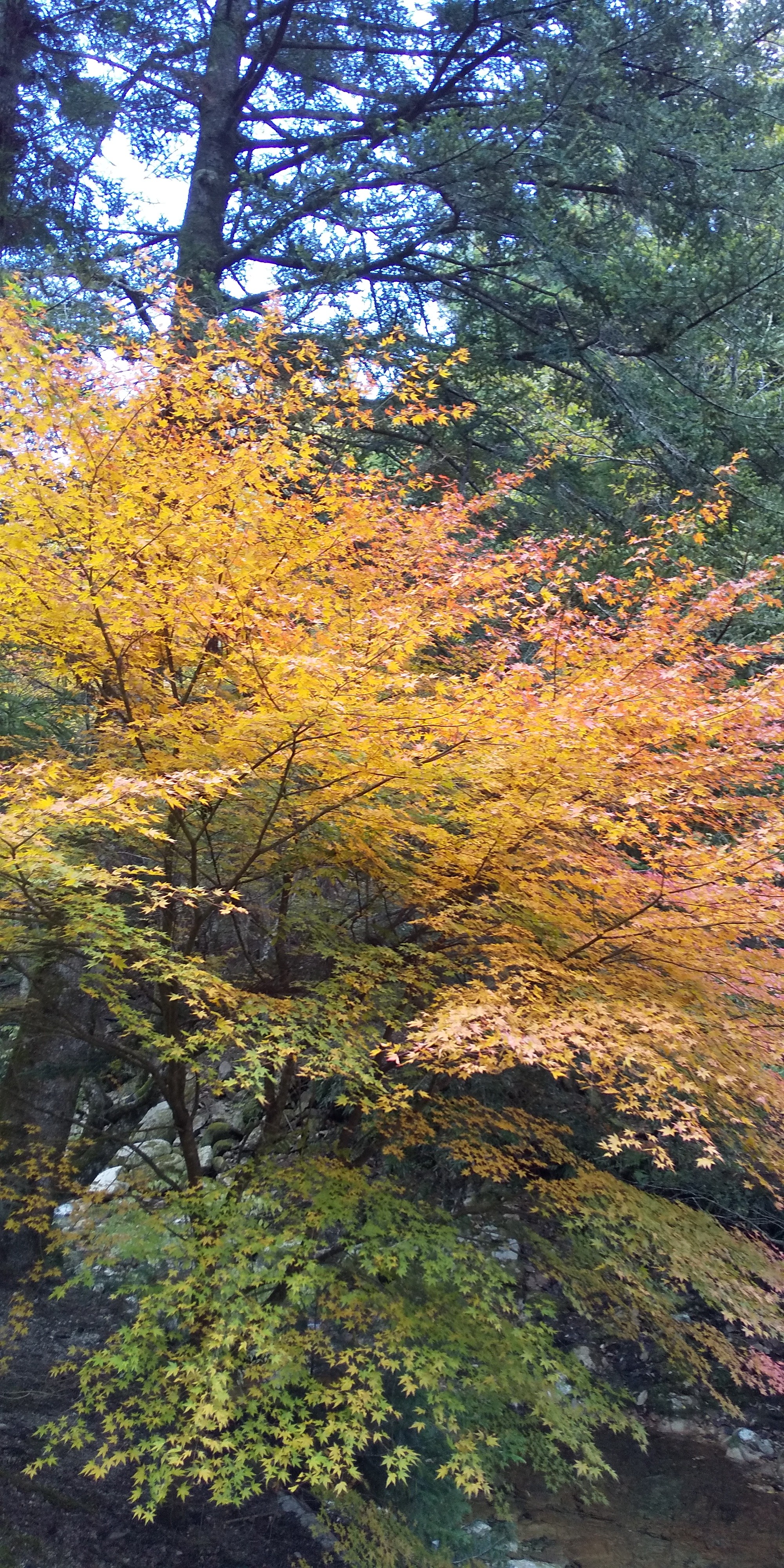 寂地峡五竜の滝 紅葉が美しい ミッチーさんのモーメント Yamap ヤマップ