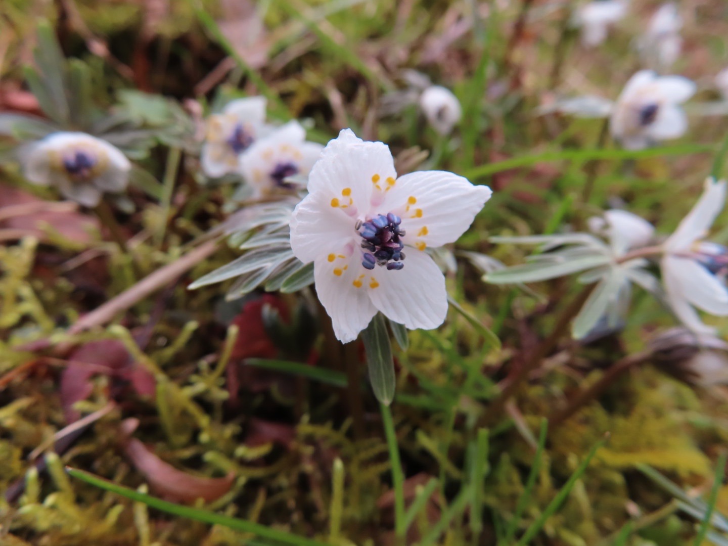 春の妖精セツブンソウ 大久保 02 17 たまちゃんさんの七尾山の活動データ Yamap ヤマップ