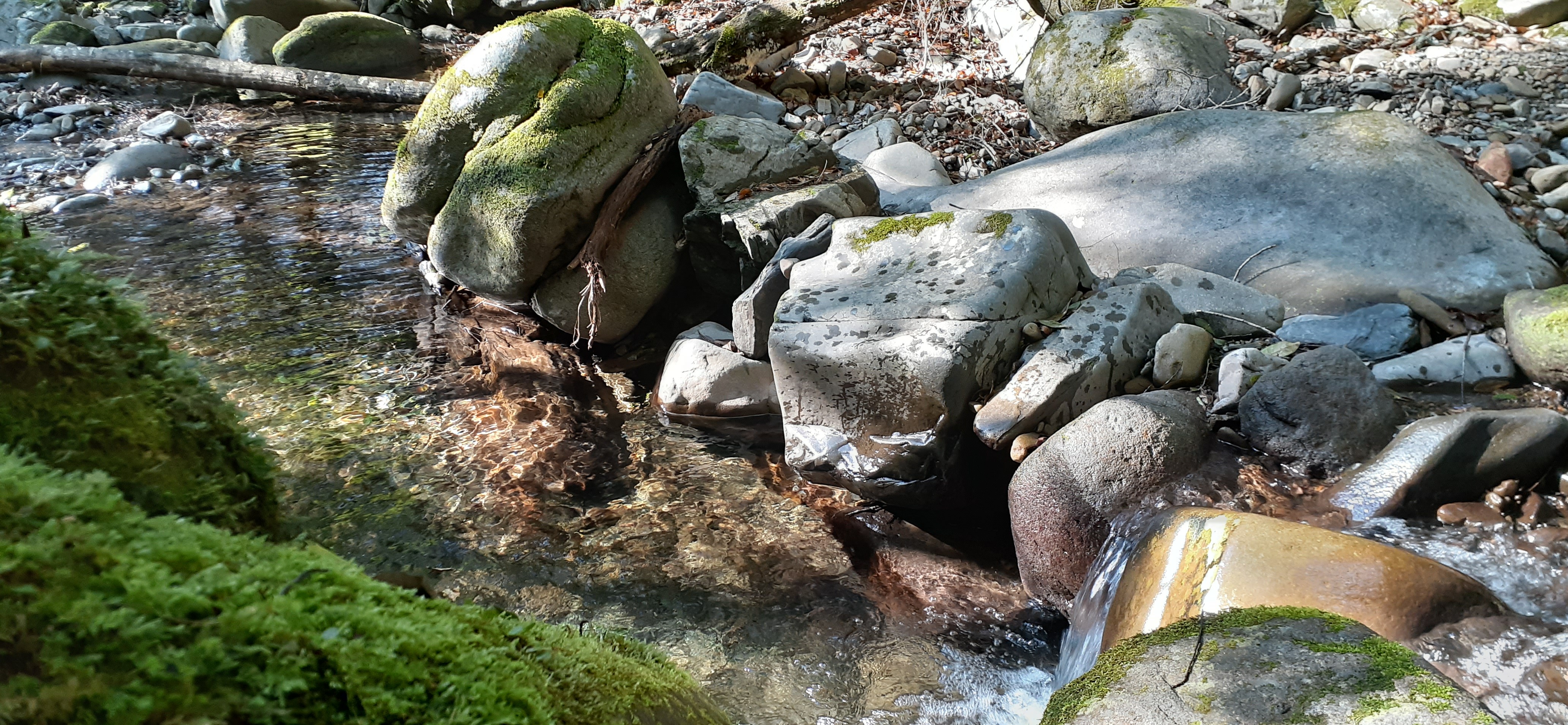 川中神社と綾の照葉樹林散策 道なき道を行くの巻き きょーちゃんさんの綾町の活動データ Yamap ヤマップ