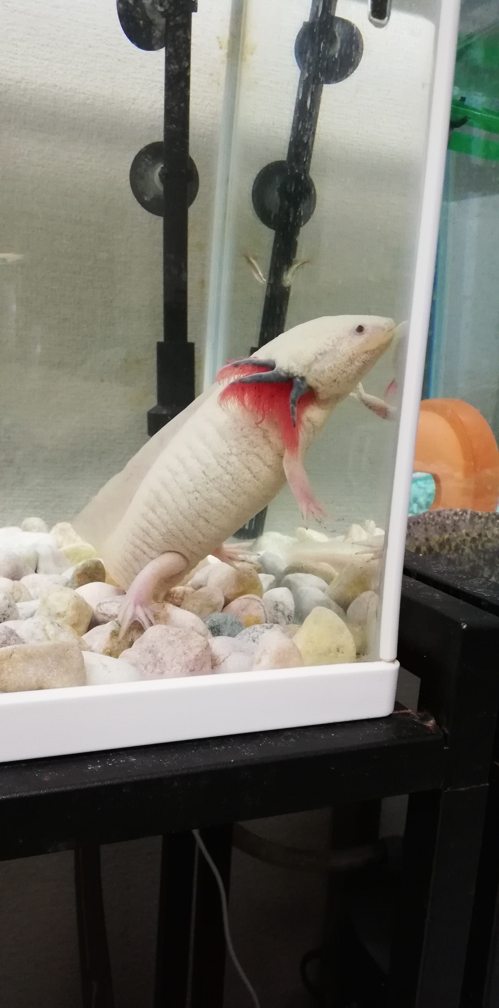 7 23 自宅にて まさやんさんのウォーキングの活動日記 Yamap ヤマップ