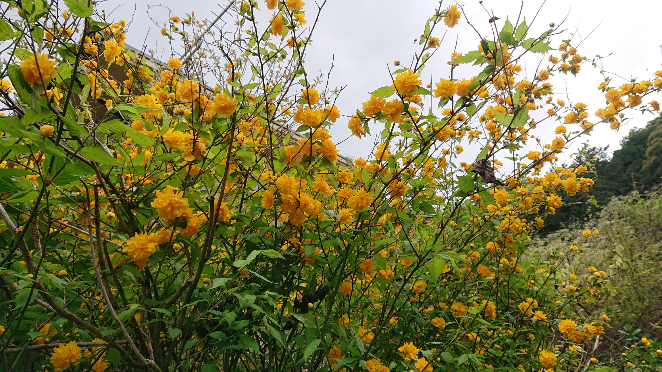 花 と鉄塔 湖南変電所 21 04 14 タケですさんの音羽山 醍醐山の活動日記 Yamap ヤマップ