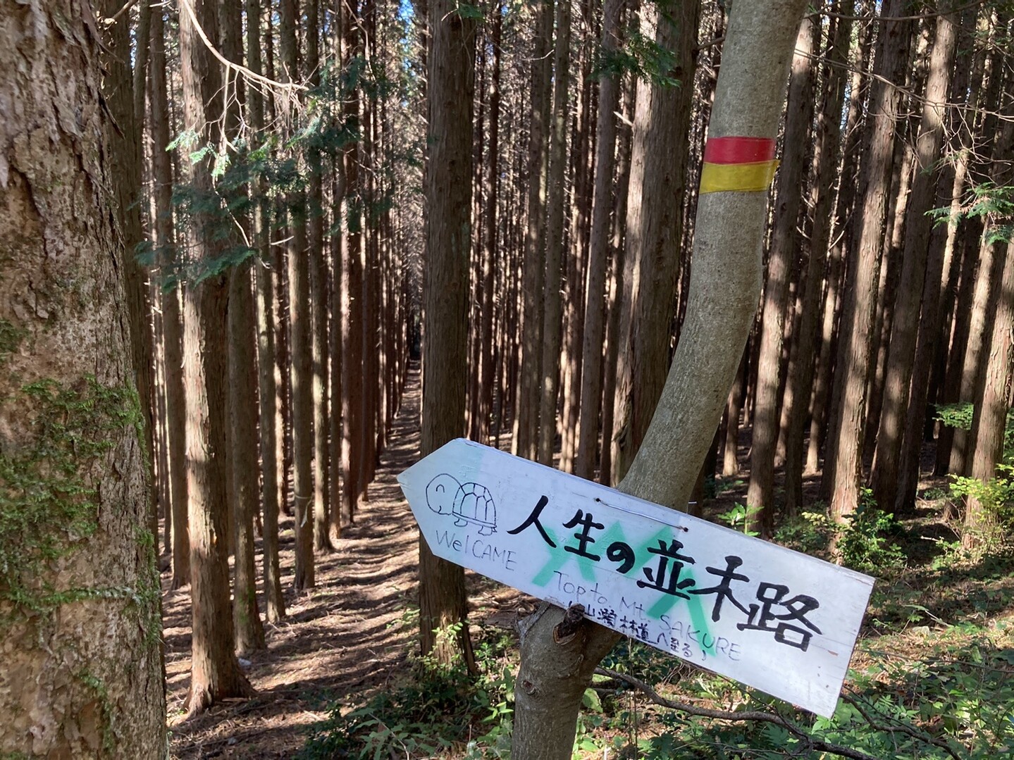 人生の並木道と作礼山の紅葉 だーはんさんの作礼山の活動データ Yamap ヤマップ