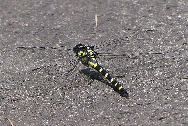 有漢農村公園 有漢町東部 権現山 国蝶オオムラサキ Denaliさんの備中松山城の活動日記 Yamap ヤマップ