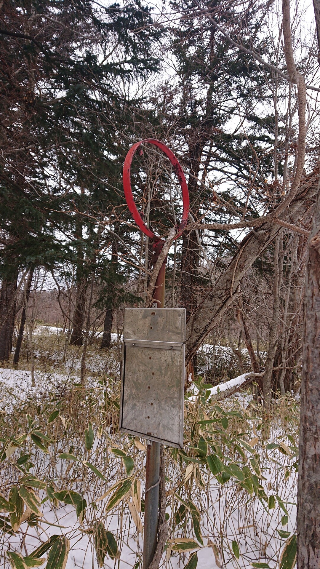 ピンテがあるよモーラップ モラップ ふじやんさんの紋別岳 千歳市 の活動日記 Yamap ヤマップ