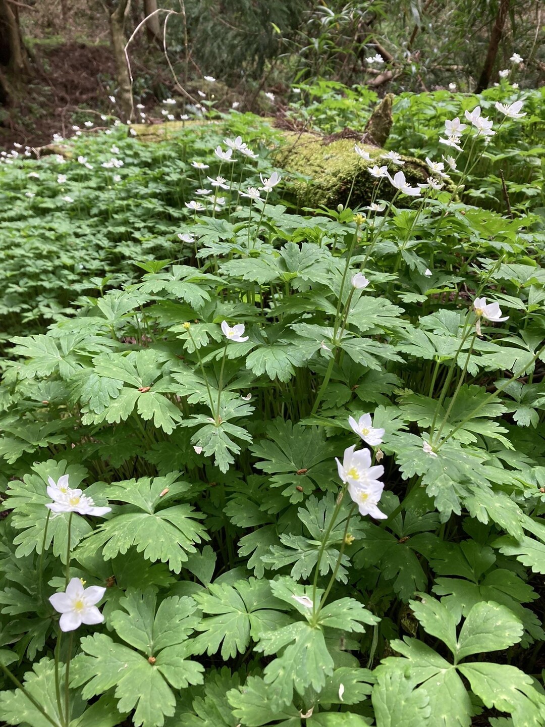 丹南地区に行く用事があったので、帰りに... / のぼるさんのモーメント YAMAP / ヤマップ